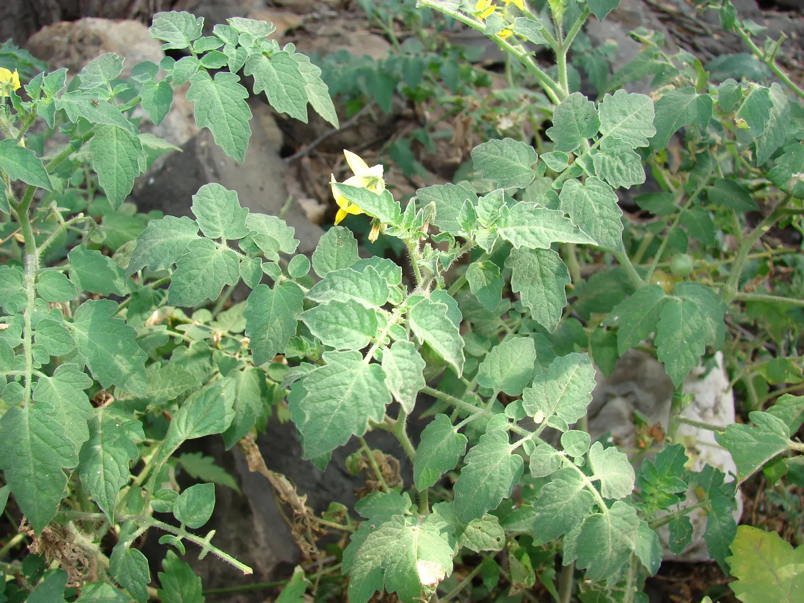 Cherry Tomato (Solanum Lycopersicum Var. Cerasiforme) — The Cherry Tomato, or Solanum lycopersicum var; space plants 24-36 inches apart for optimal, image 61