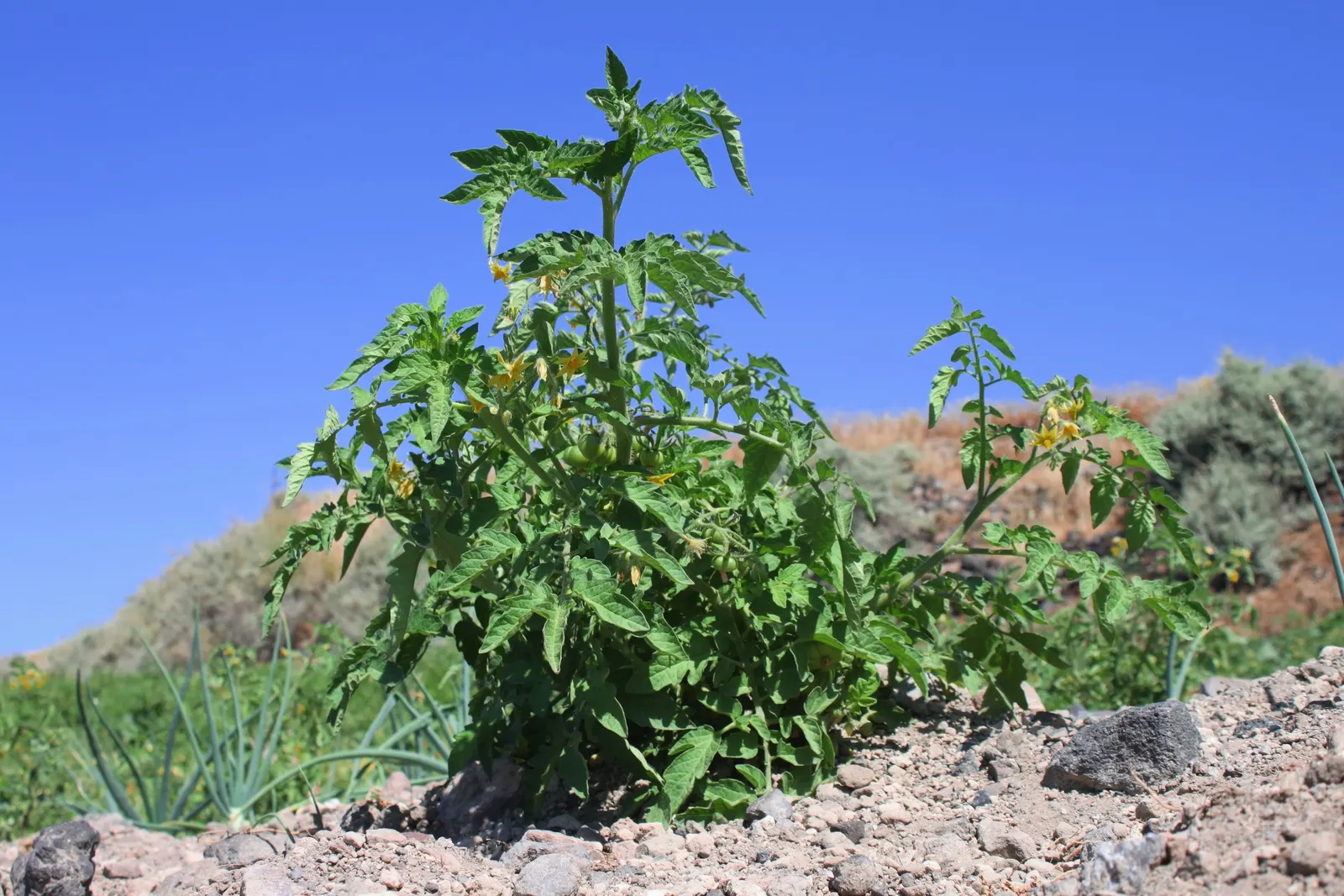 Cherry Tomato (Solanum Lycopersicum Var. Cerasiforme) — Ideal for container planting and garden beds; its vibrant red tomatoes add a burst of color, image 57