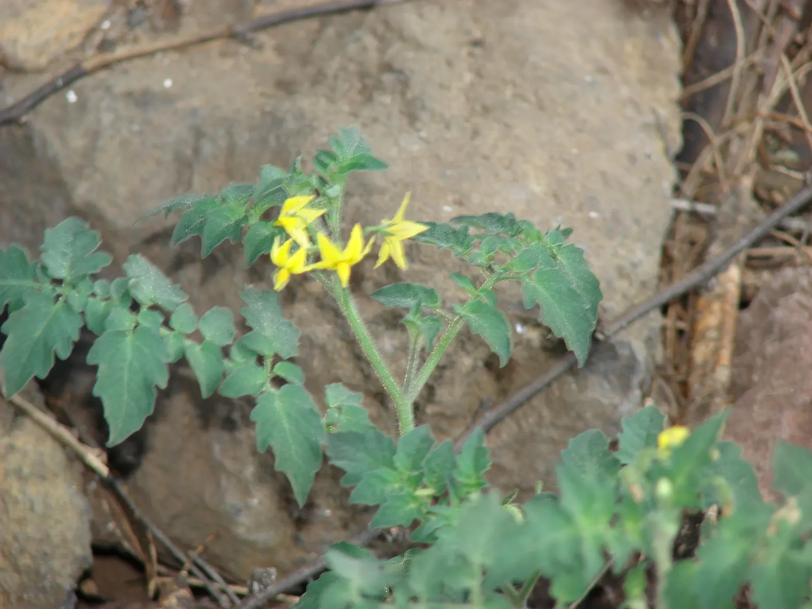 Cherry Tomato (Solanum Lycopersicum Var. Cerasiforme) — this prolific producer flourishes in full sun and well-draining soil; yellow flowers in the, image 67
