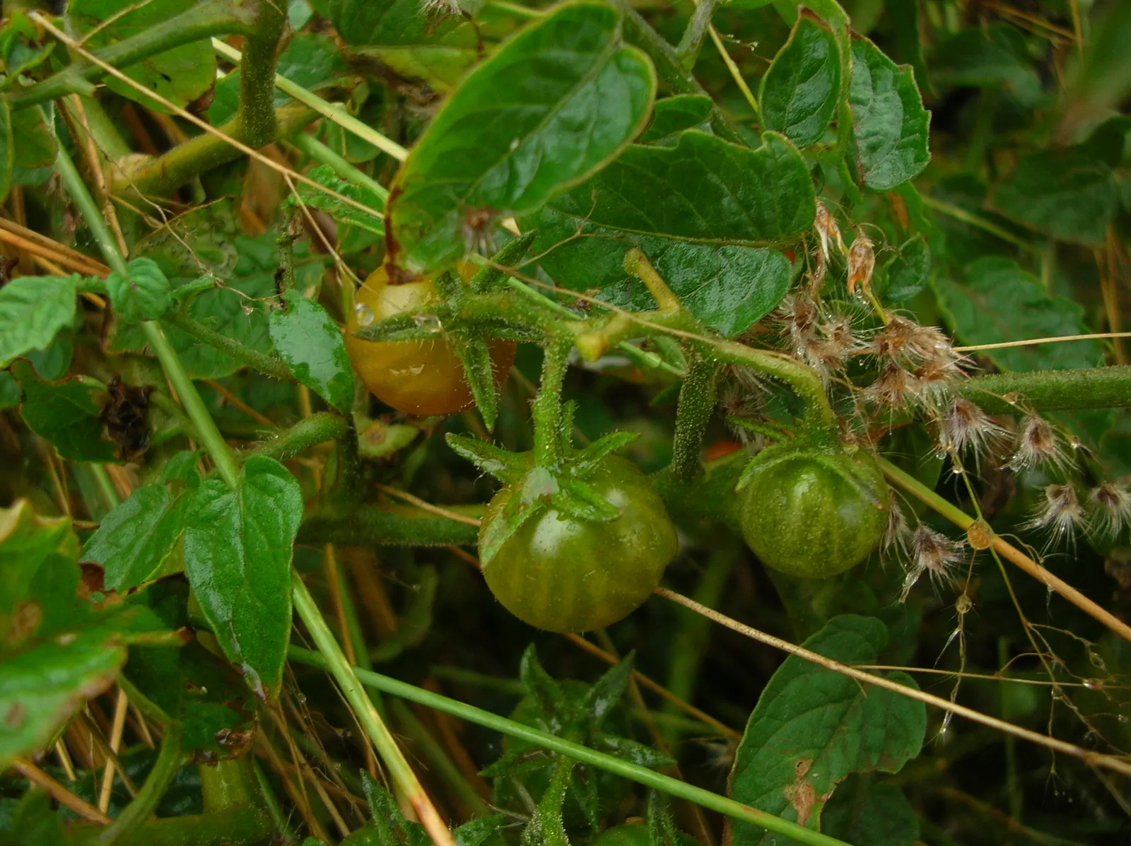 Cherry Tomato (Solanum Lycopersicum Var. Cerasiforme) — its vibrant red tomatoes add a burst of color and sweet; the Cherry Tomato sets itself, image 84