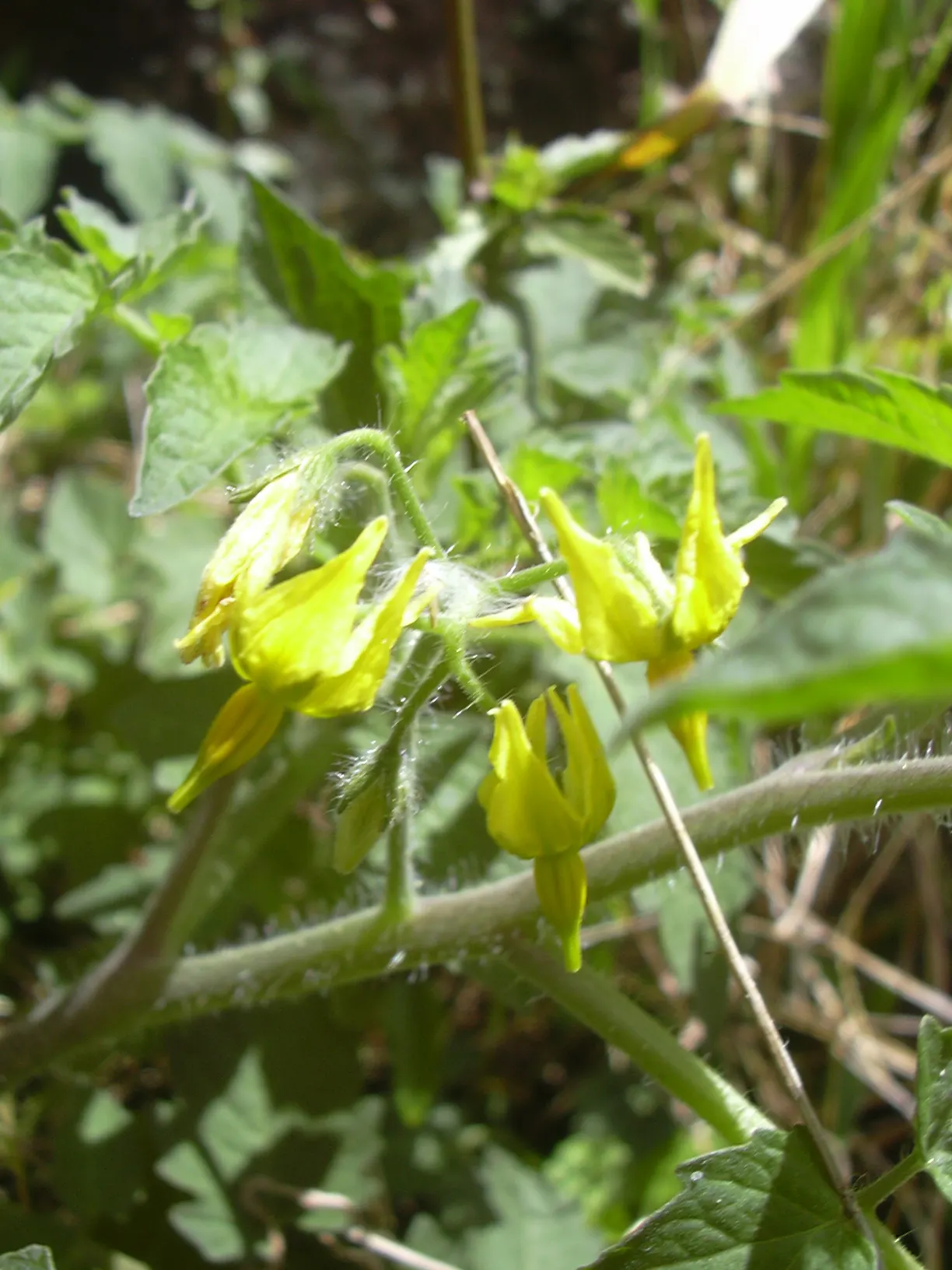 Cherry Tomato (Solanum Lycopersicum Var. Cerasiforme) — miniature kin of the standard tomato; this prolific producer flourishes in full sun and, image 62