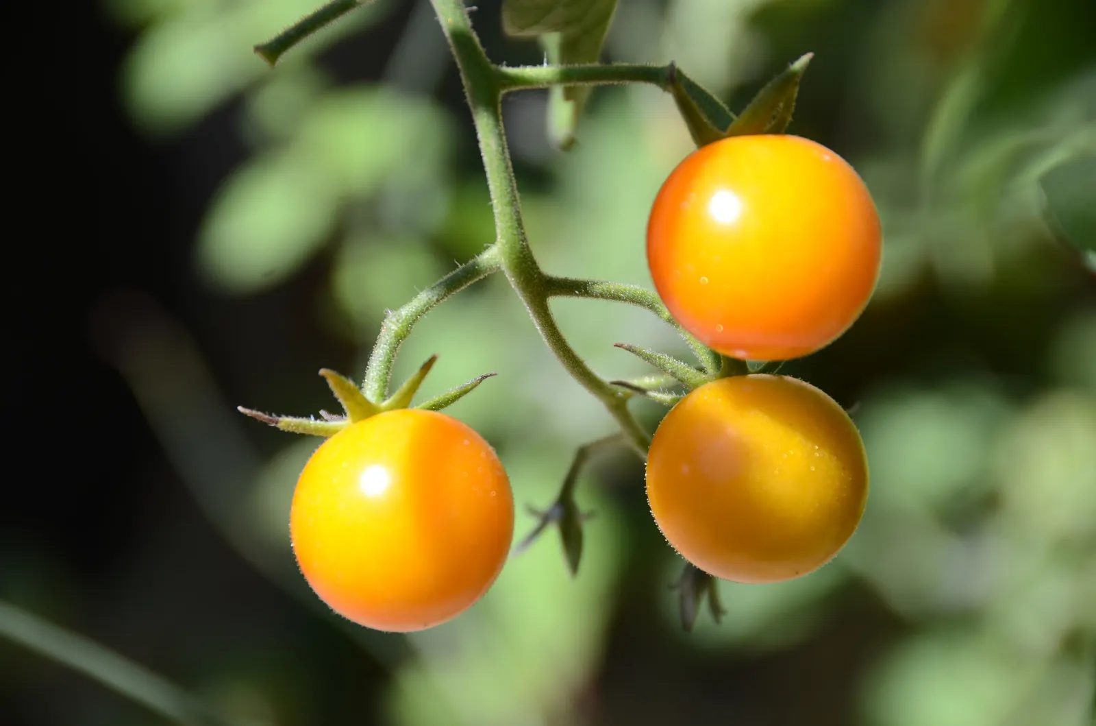Cherry Tomato (Solanum Lycopersicum Var. Cerasiforme) — Though it shares lineage with larger varieties; thriving in well-drained soil and full sun, image 64