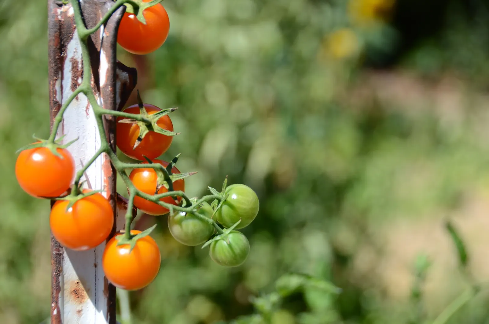 Cherry Tomato (Solanum Lycopersicum Var. Cerasiforme) — With suitable staking or caging