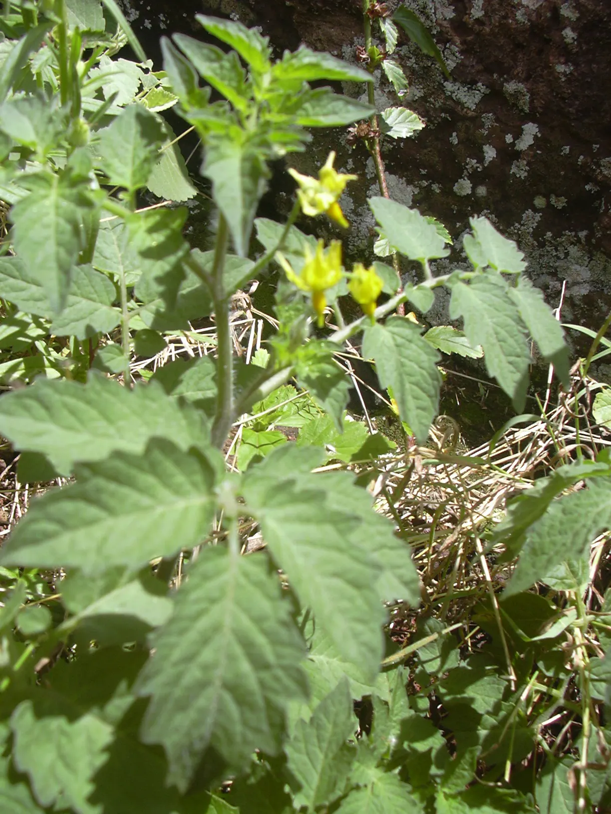 Cherry Tomato (Solanum Lycopersicum Var. Cerasiforme) — this prolific producer offers a bountiful harvest throughout the growing season; vegetable, image 56