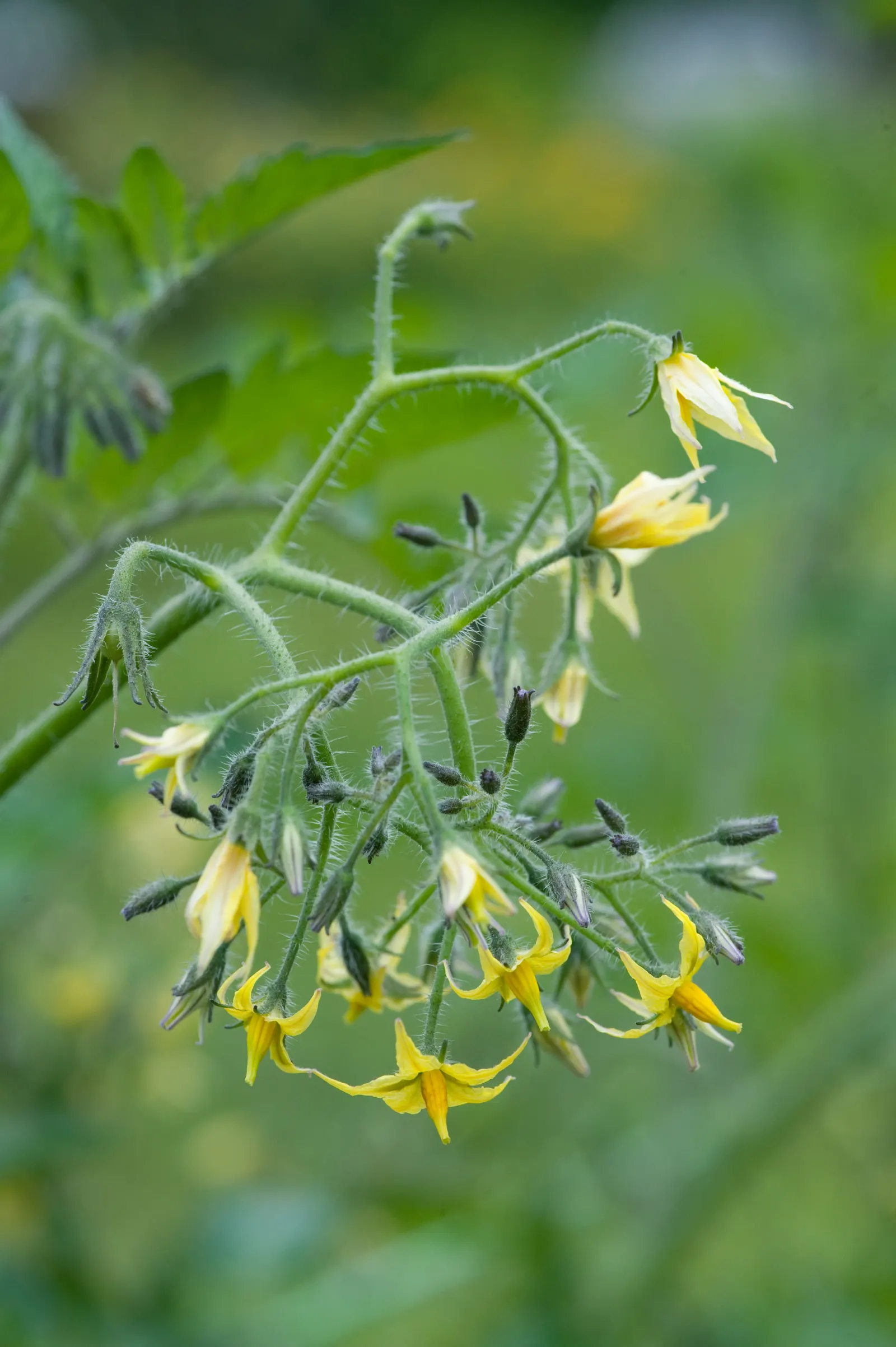 Cherry Tomato (Solanum Lycopersicum Var. Cerasiforme) — accentuating its preference for warmth with an ideal temperature range from 65&deg;F to, image 68