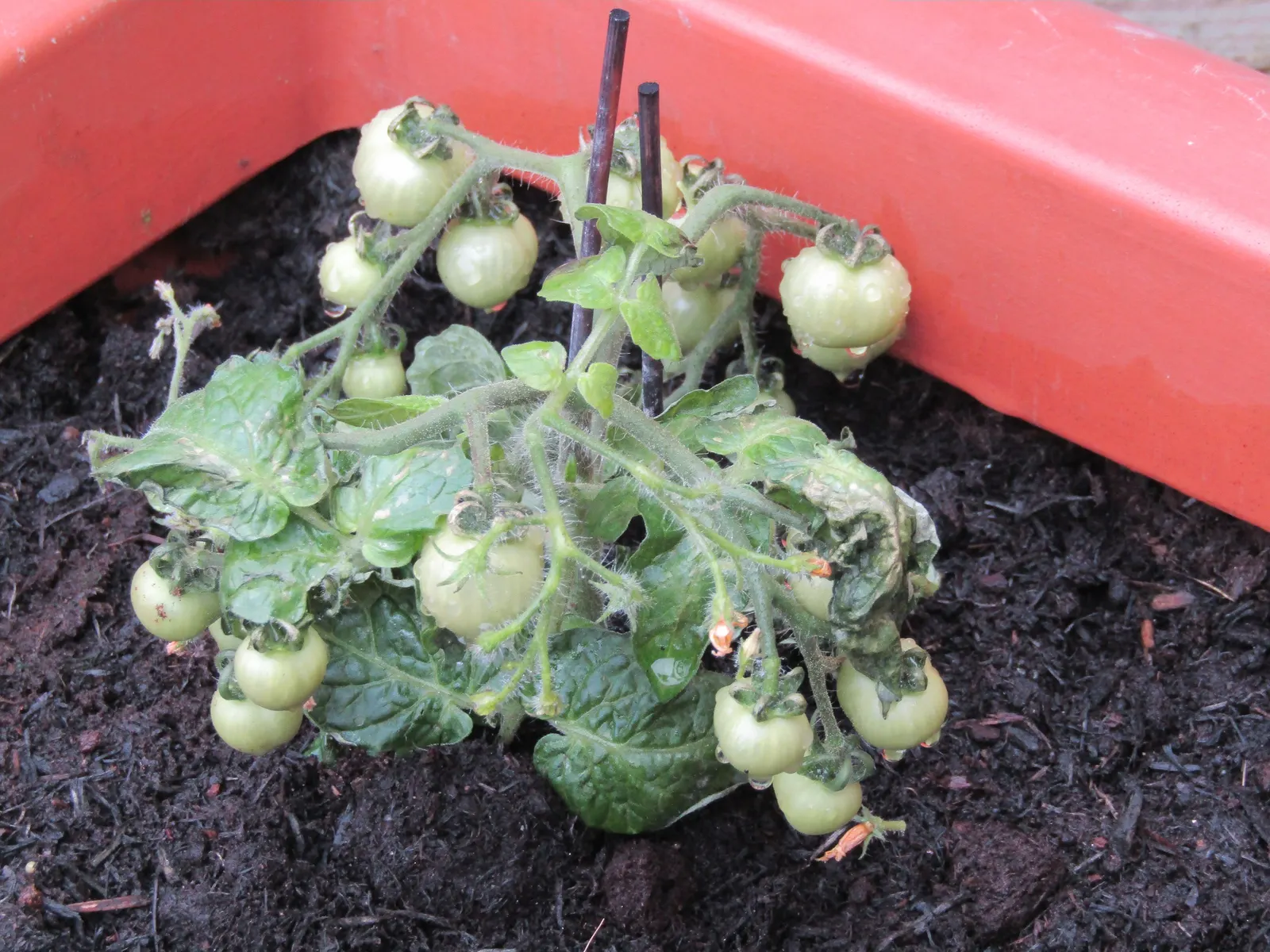 Cherry Tomato (Solanum Lycopersicum Var. Cerasiforme) — vegetable for full or half