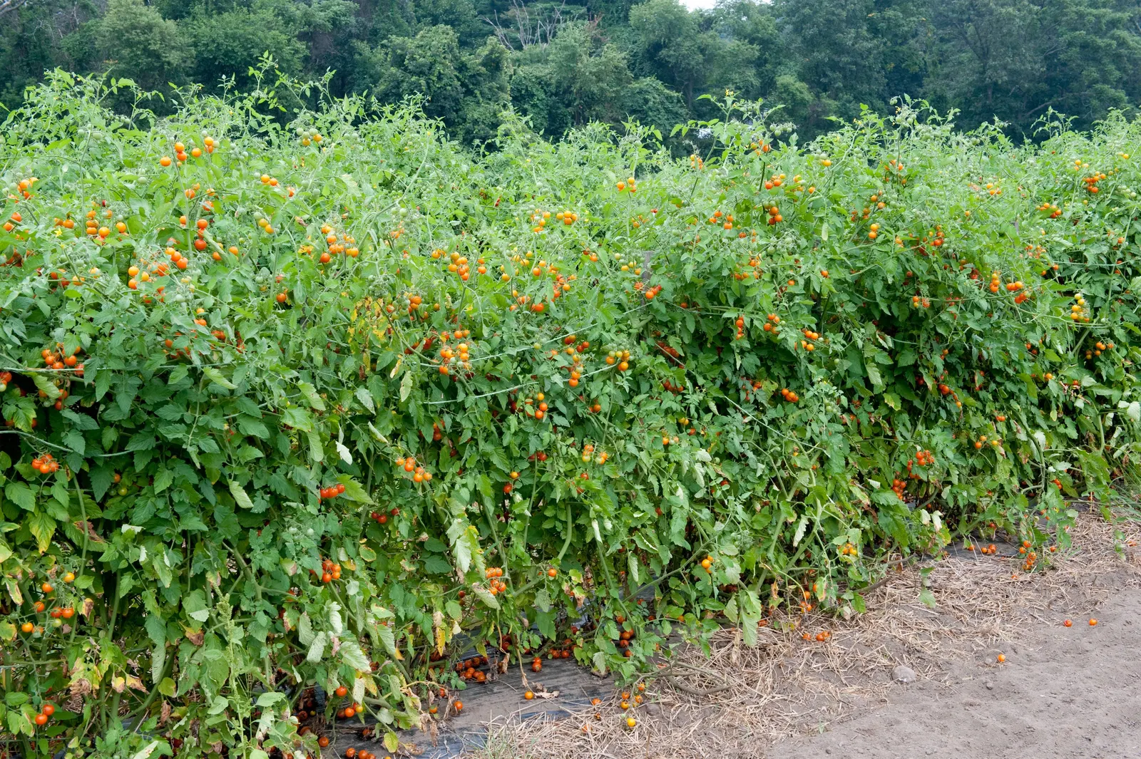 Cherry Tomato (Solanum Lycopersicum Var. Cerasiforme) — Though it shares lineage with larger varieties