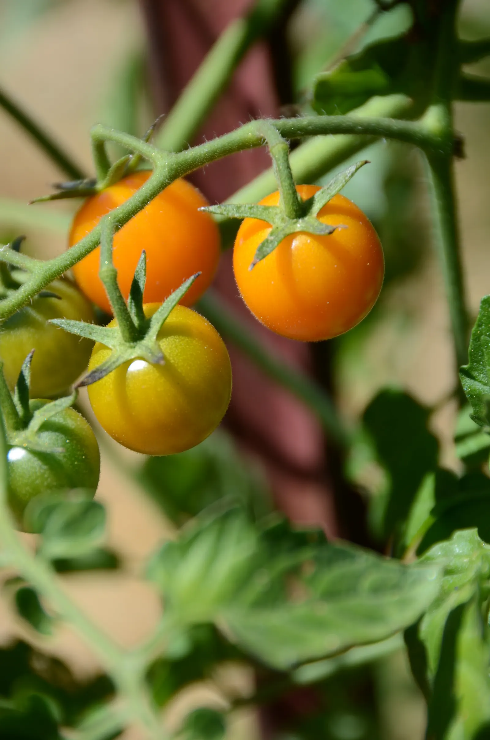 Cherry Tomato (Solanum Lycopersicum Var. Cerasiforme) — Ideal for container planting and garden beds; its vibrant red tomatoes add a burst of color and sweet