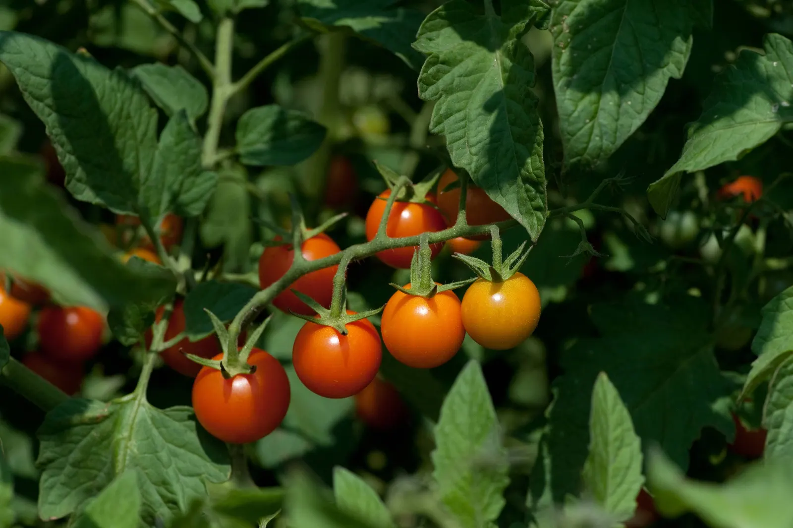 Cherry Tomato (Solanum Lycopersicum Var. Cerasiforme) — cerasiforme) is a compact, indeterminate vine bearing small, rounded fruits roughly 1-1.5, image 28