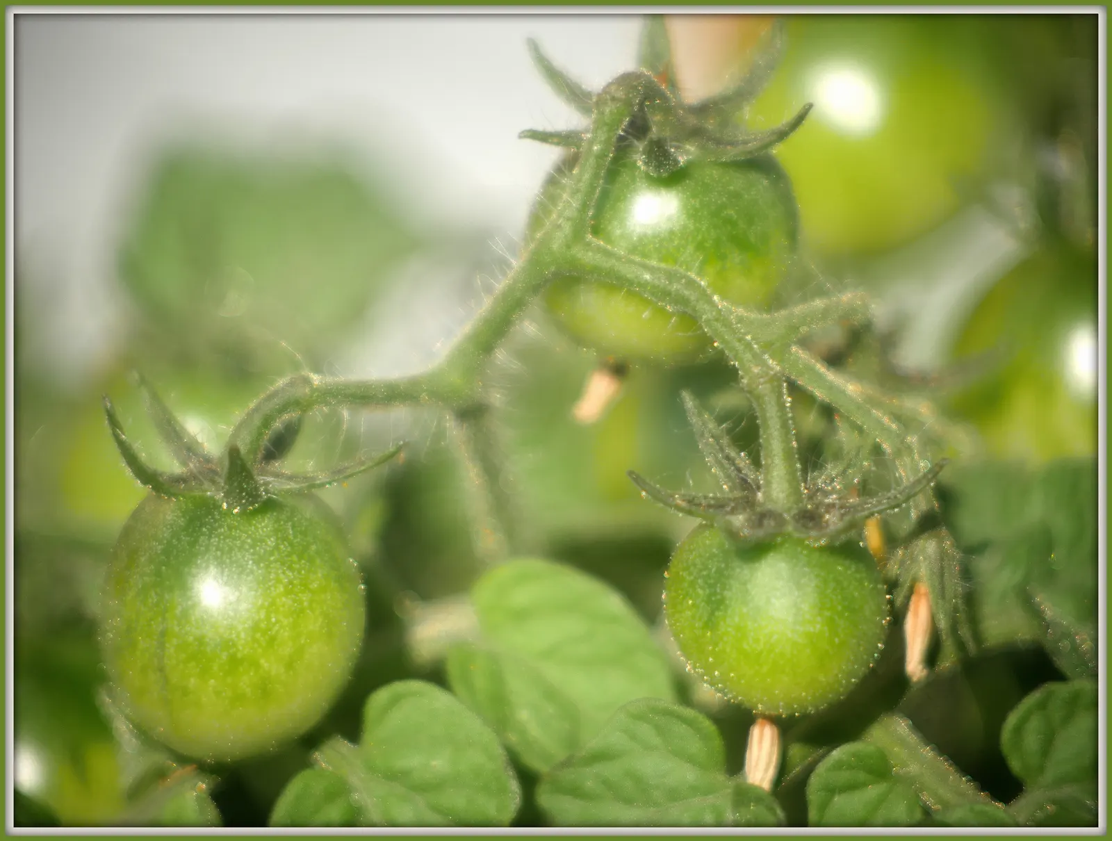 Cherry Tomato (Solanum Lycopersicum Var. Cerasiforme) — The Cherry Tomato, or Solanum lycopersicum var; space plants 24-36 inches apart for optimal, image 87