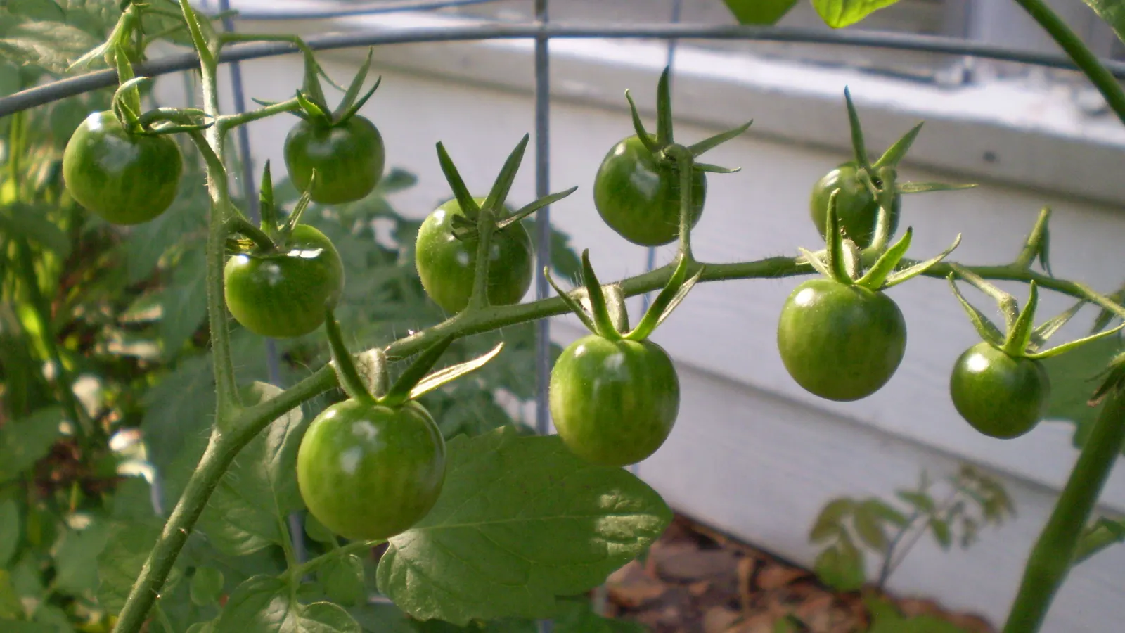 Cherry Tomato (Solanum Lycopersicum Var. Cerasiforme) — miniature kin of the standard tomato