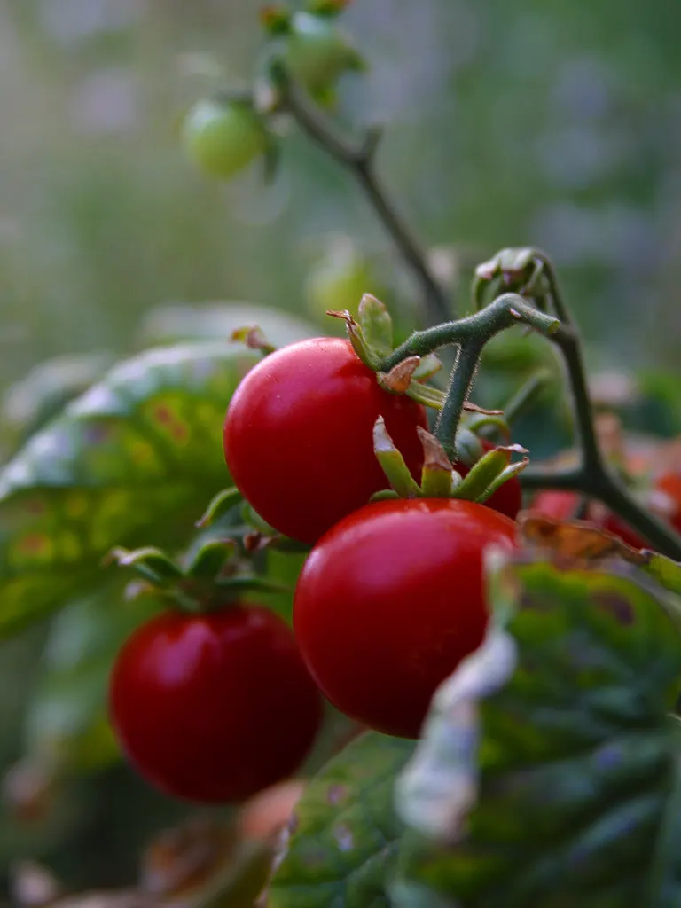 Cherry Tomato (Solanum Lycopersicum Var. Cerasiforme) — these indeterminate plants grow vertically