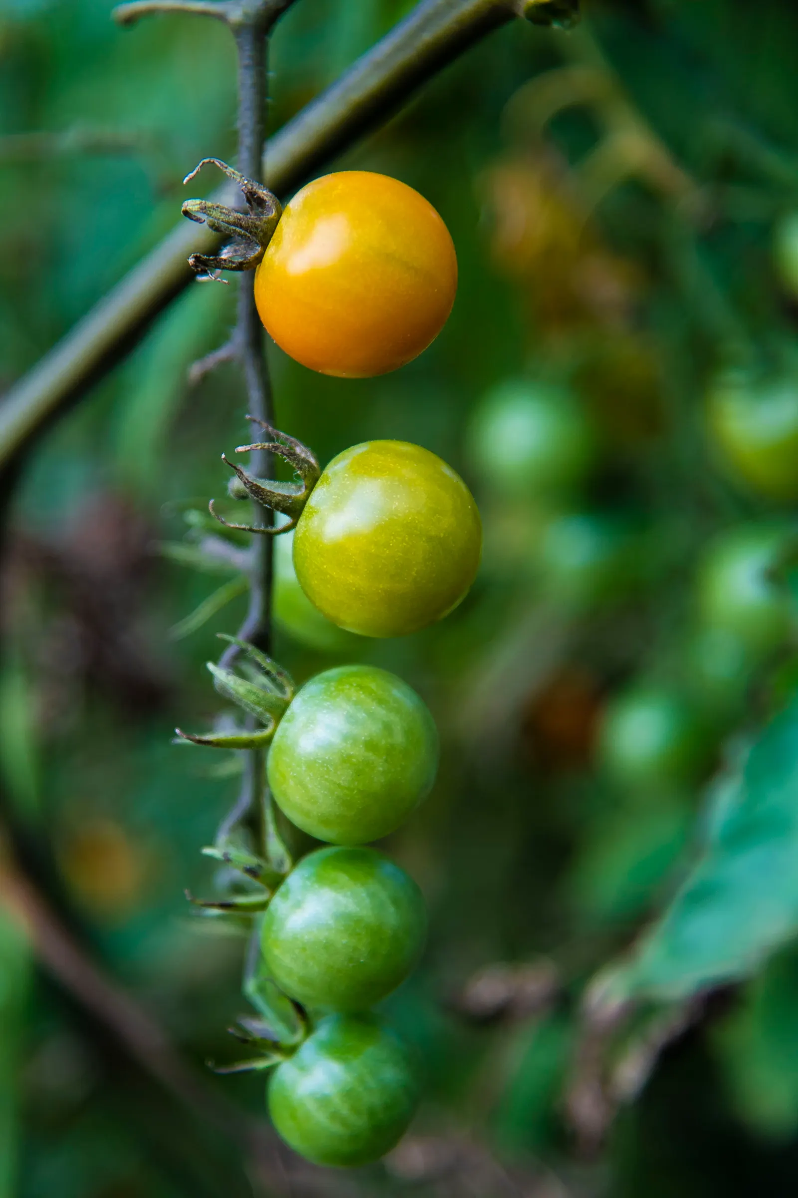Cherry Tomato (Solanum Lycopersicum Var. Cerasiforme) — coupled with vigilance for common pests and diseases like tomato hornworms and blight; regular watering