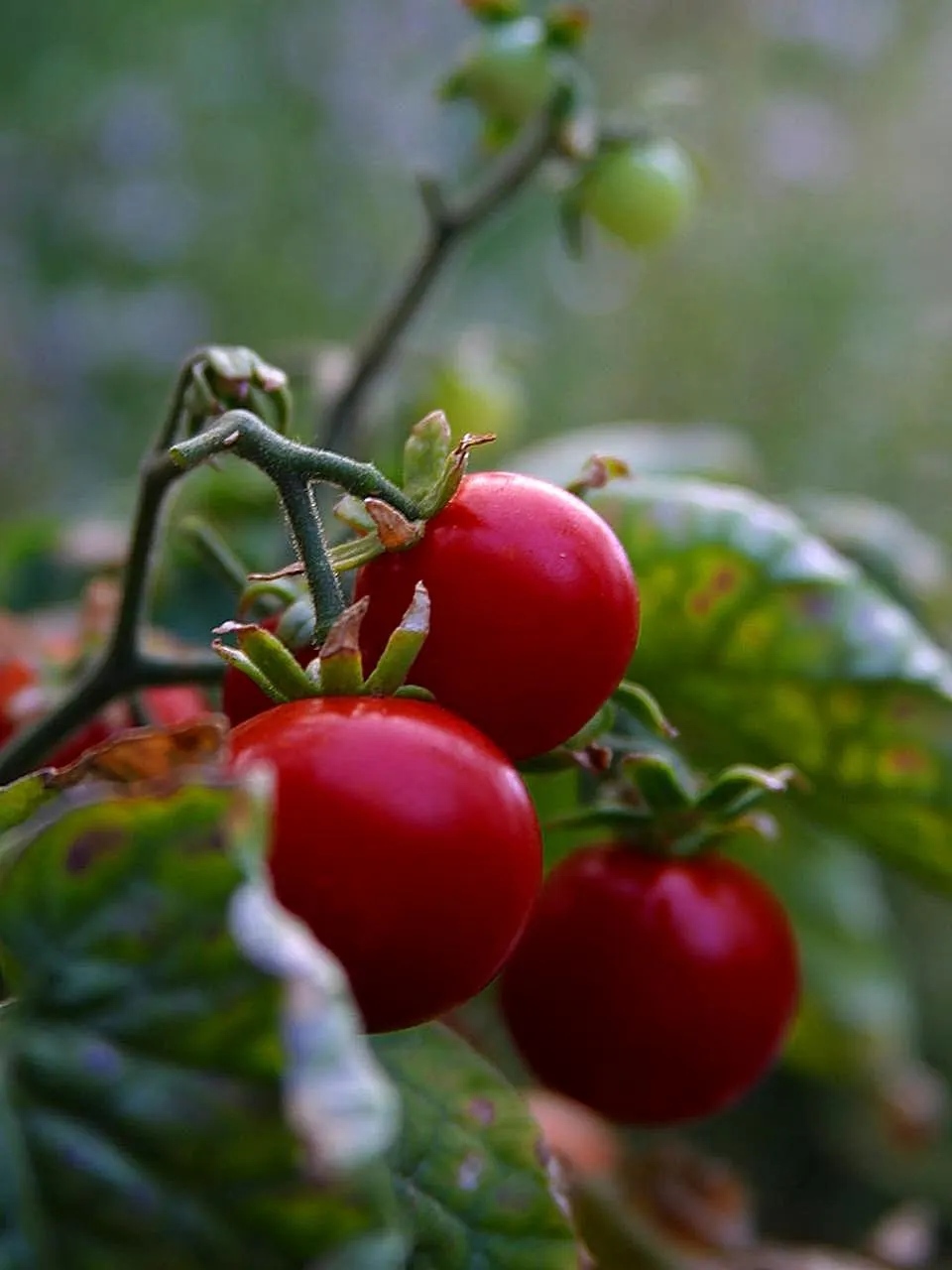Cherry Tomato (Solanum Lycopersicum Var. Cerasiforme) — miniature kin of the standard tomato; this prolific producer flourishes in full sun and well-draining