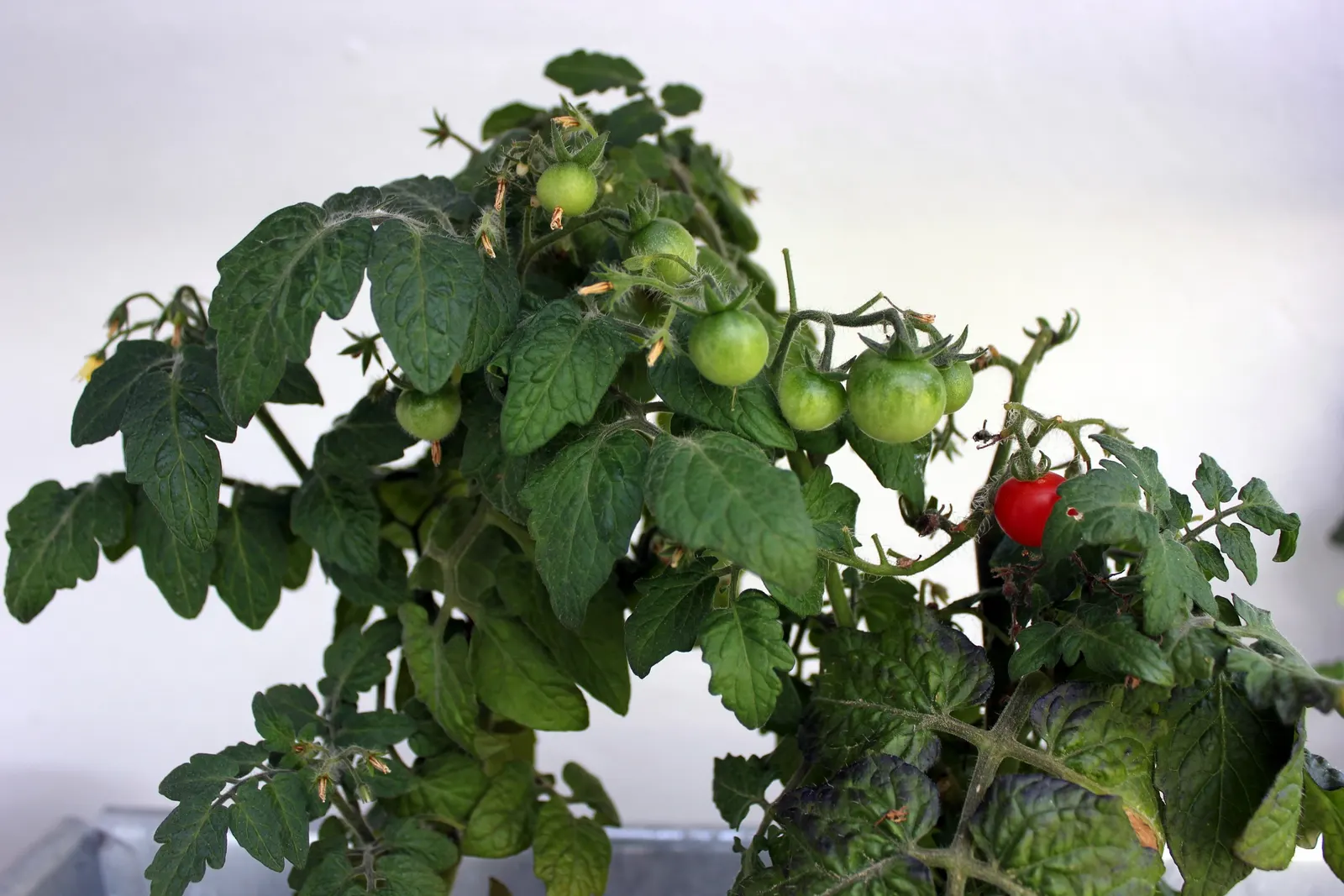 Cherry Tomato (Solanum Lycopersicum Var. Cerasiforme) — Though it shares lineage with larger varieties; thriving in well-drained soil and full sun