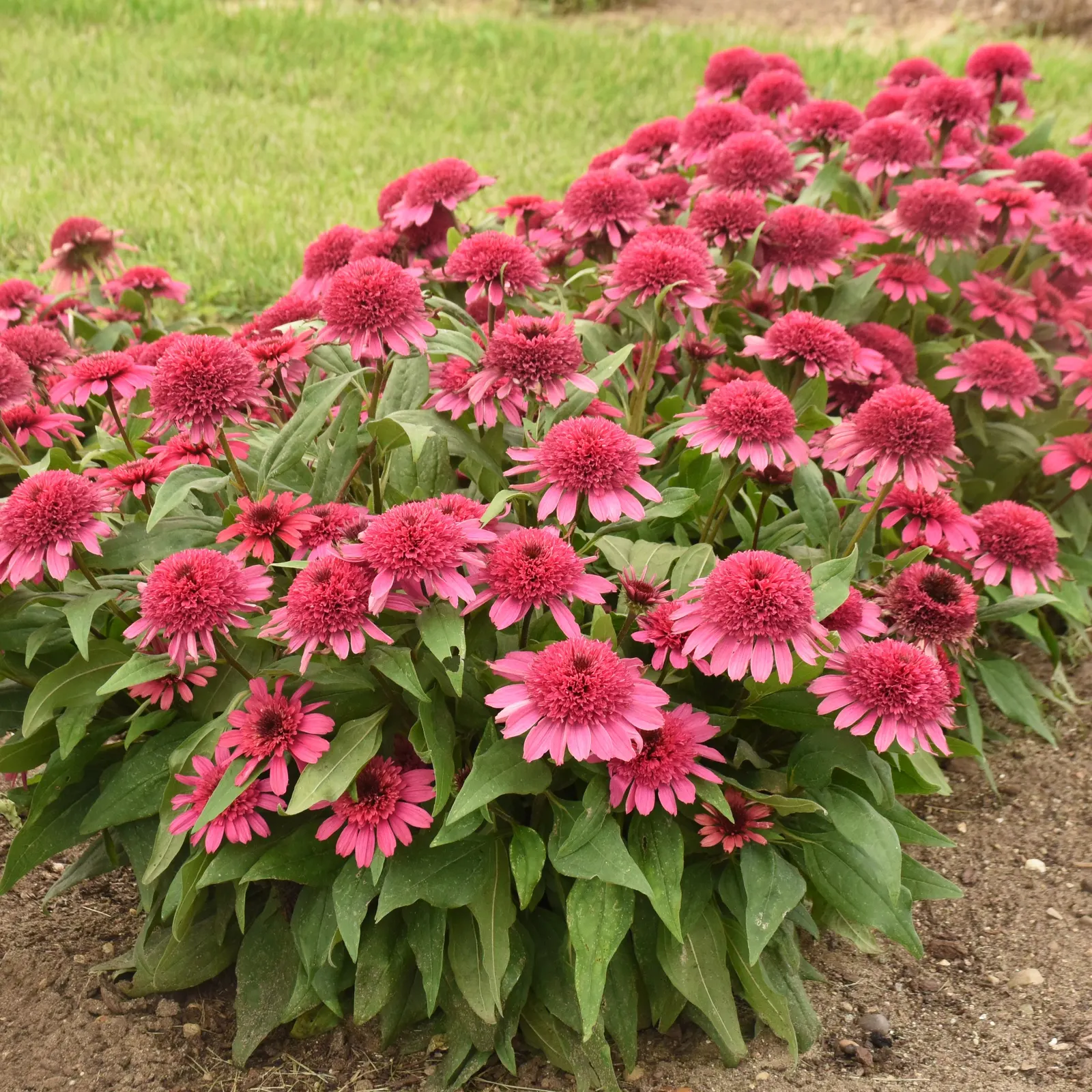 'Raspberry Beret' Coneflower (Echinacea hybrid) — The Echinacea hybrid 'Raspberry Beret' is a compact Proven Winners® coneflower with fully double