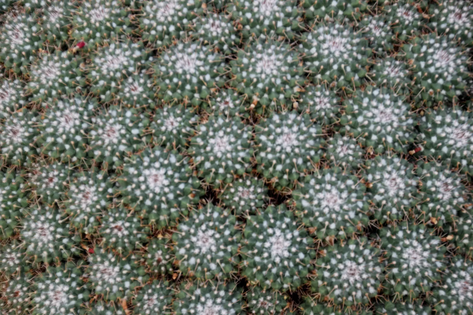 Mother Of Hundreds (Mammillaria Compressa) — This drought-tolerant species requires minimal water; offering a rugged yet charming aesthetic, image 81