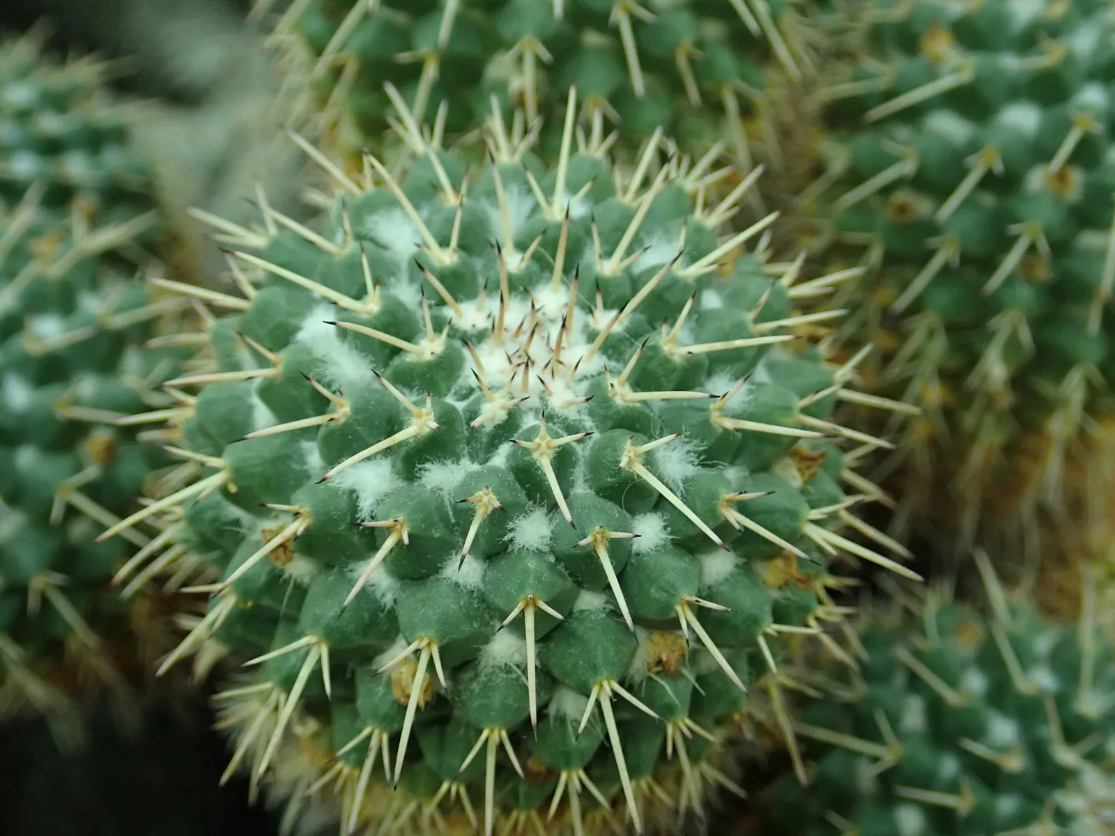 Mother Of Hundreds (Mammillaria Compressa) — it offers a low-maintenance option for arid-themed landscapes; this perennial plant boasts a low