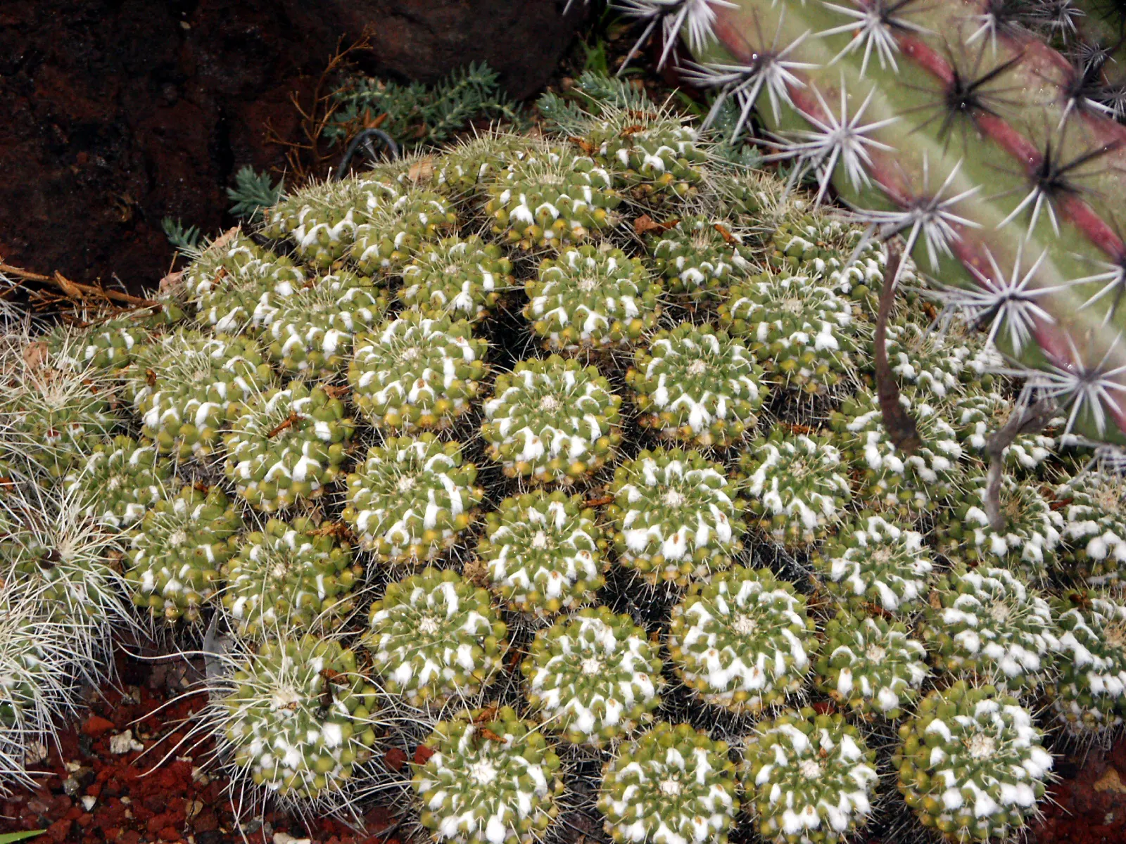 Mother Of Hundreds (Mammillaria Compressa) — While the plant thrives best in USDA Hardiness Zones 9 to 11