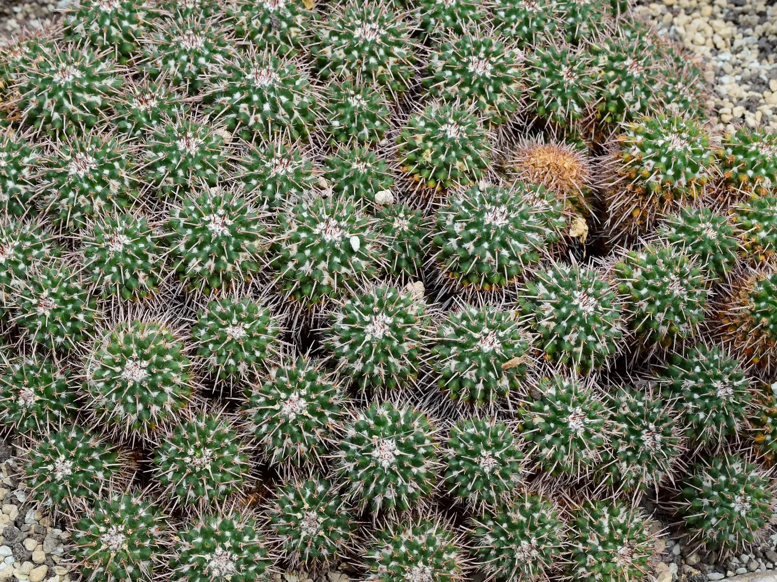Mother Of Hundreds (Mammillaria Compressa) — Mammillaria compressa has the unique characteristic of producing offsets; pink flowers in the garden, image 73