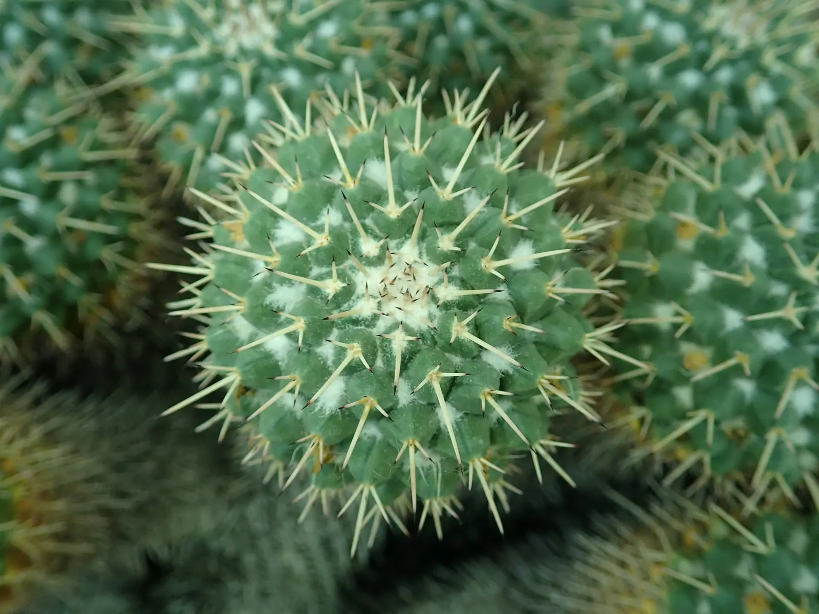 Mother Of Hundreds (Mammillaria Compressa) — Ideal for rock gardens or as a textured ground cover; it grows 6 to 12 inches tall with a 4 to 6-inch, image 65