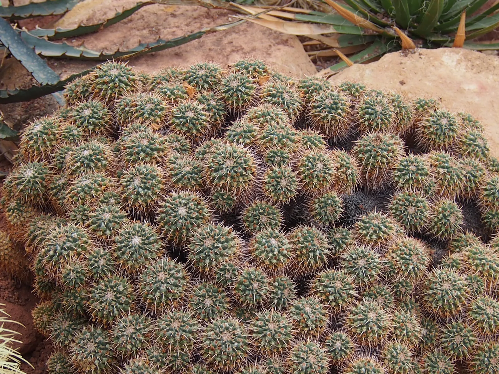 Mother Of Hundreds (Mammillaria Compressa) — This perennial plant boasts a low