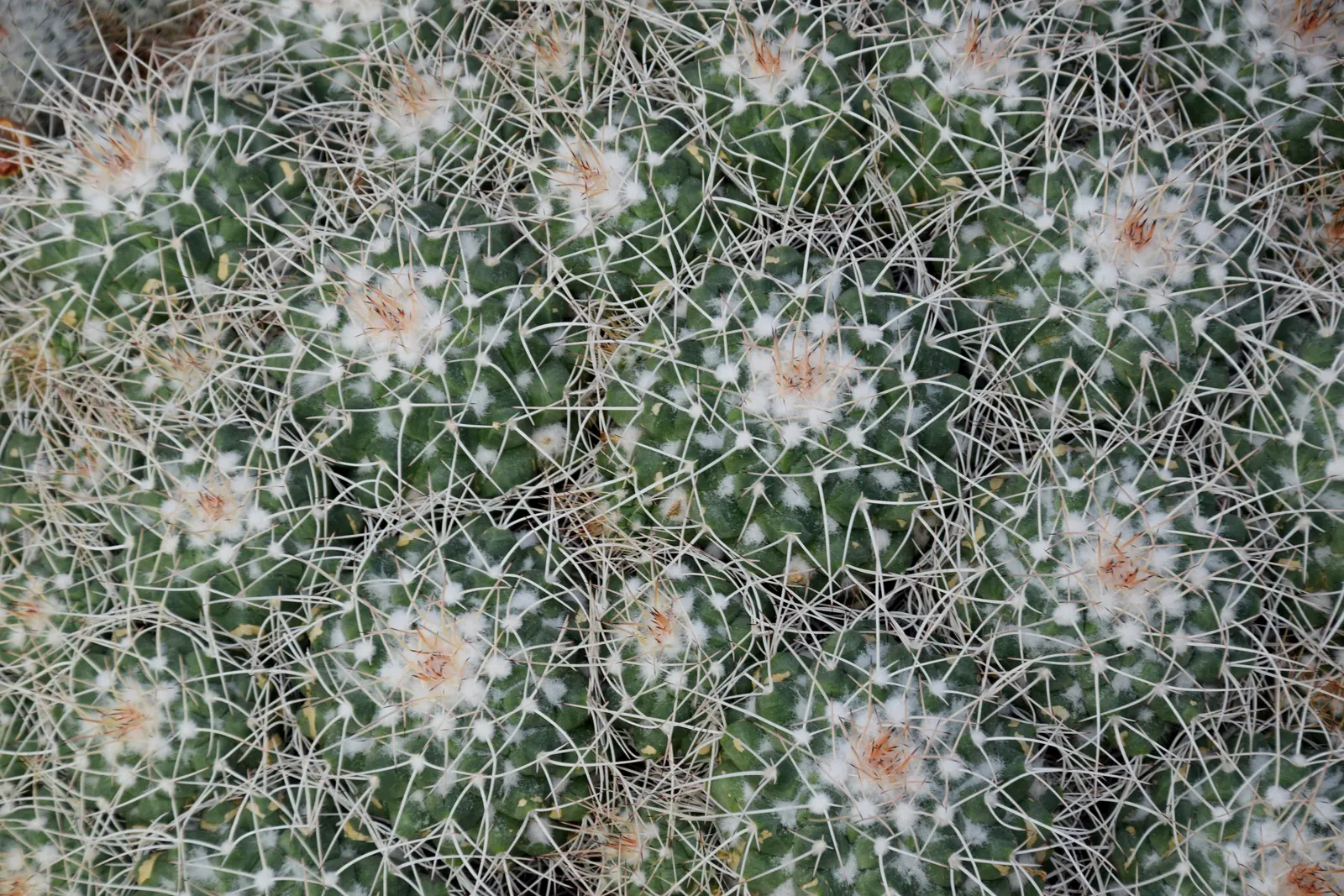 Mother Of Hundreds (Mammillaria Compressa) — It grows 6 to 12 inches tall with a 4 to 6-inch spread; its cylindrical stems are densely packed with, image 92