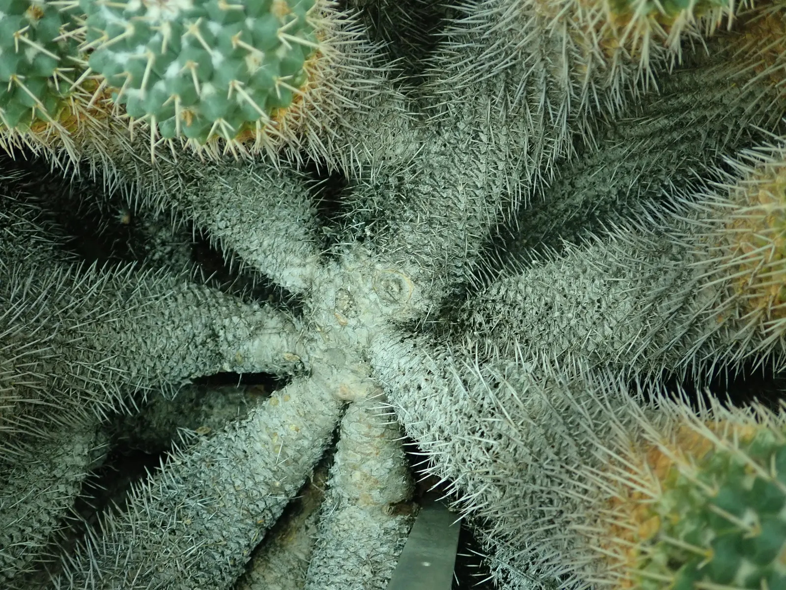 Mother Of Hundreds (Mammillaria Compressa) — each tubercle crowned with a halo of radial spines that range from 0.5 to 1.5 inches in length