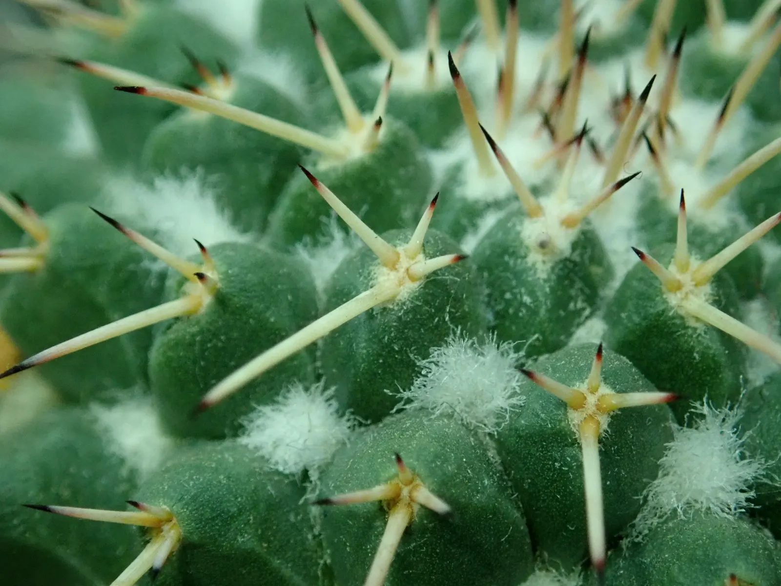 Mother Of Hundreds (Mammillaria Compressa) — cactus with pink blooms; consider well-drained soil and a location receiving full sun to partial shade