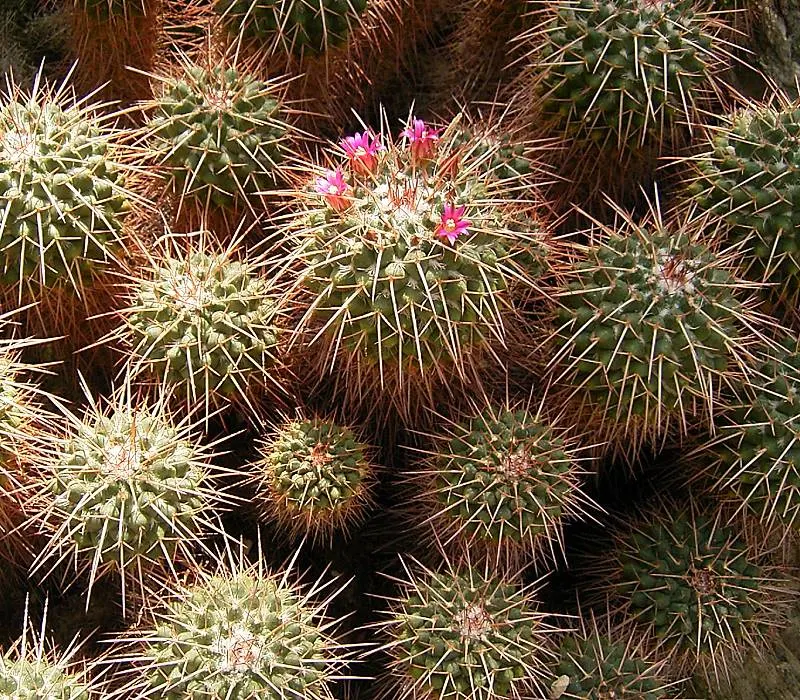 Mother Of Hundreds (Mammillaria Compressa) — consider well-drained soil and a location receiving full sun to partial shade; which contrasts, image 80