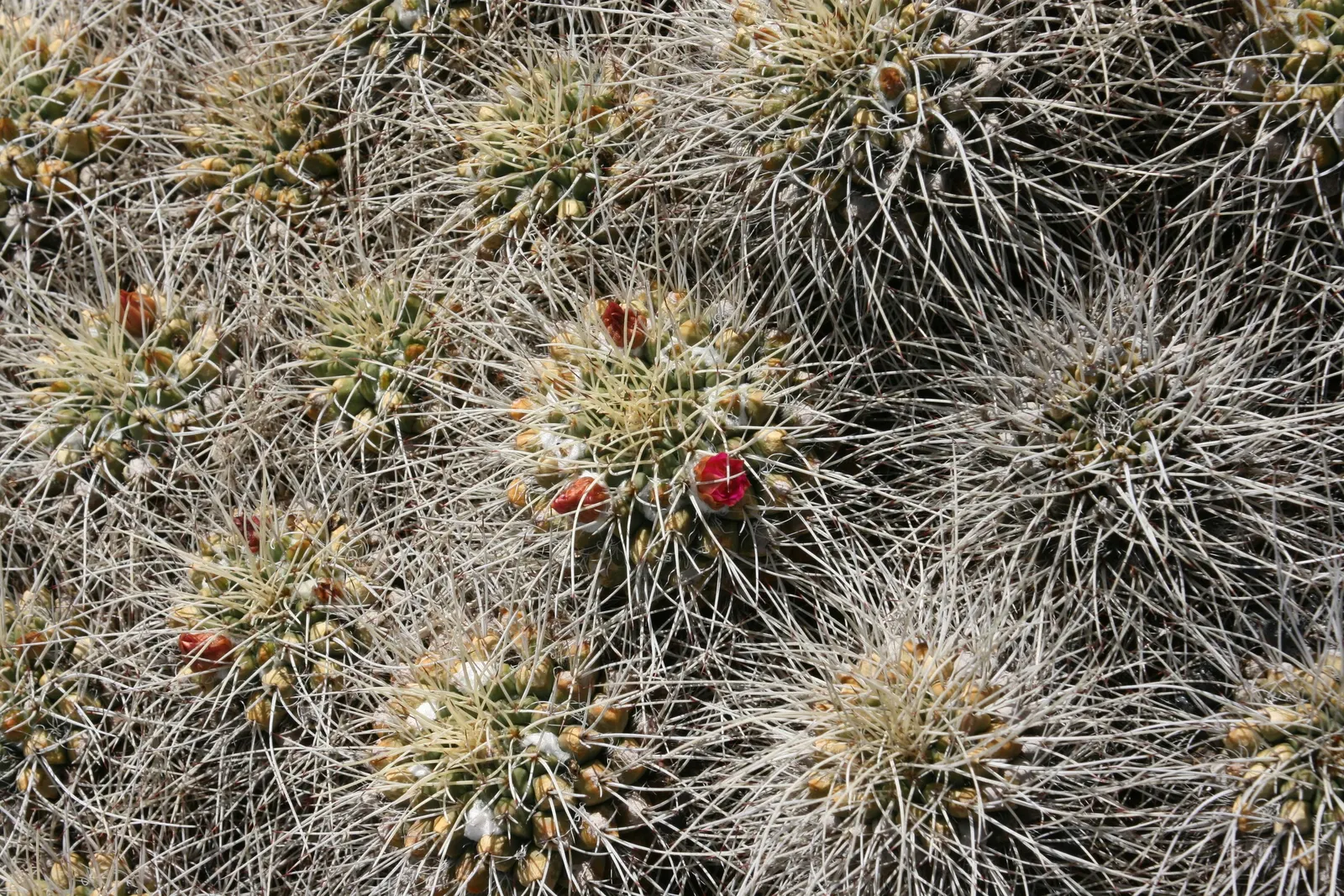 Mother Of Hundreds (Mammillaria Compressa) — Ideal for rock gardens or as a textured ground cover