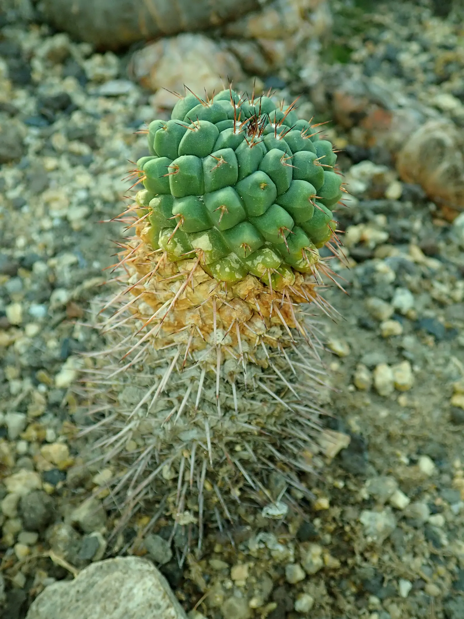 Mother Of Hundreds (Mammillaria Compressa) — Mammillaria compressa, 'Mother of Hundreds,' is a globular cactus known for its clustering habit
