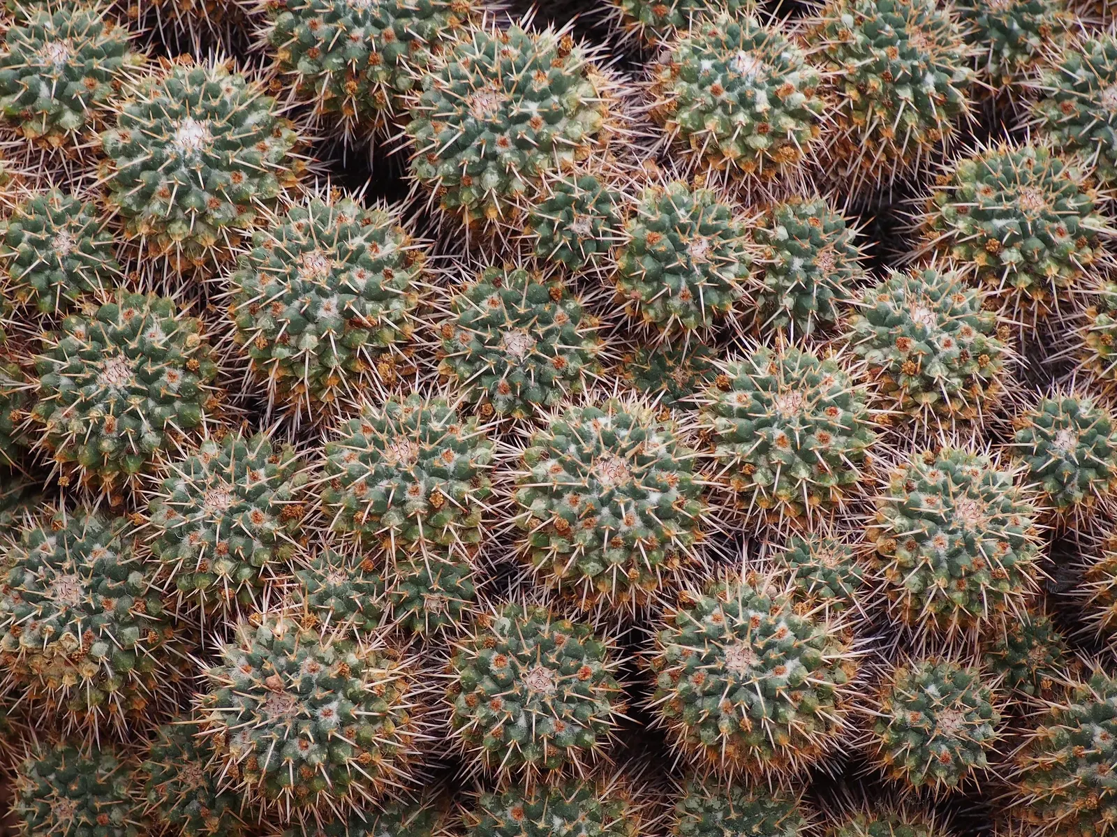 Mother Of Hundreds (Mammillaria Compressa) — Mammillaria compressa has the unique characteristic of producing offsets; pink flowers in the garden