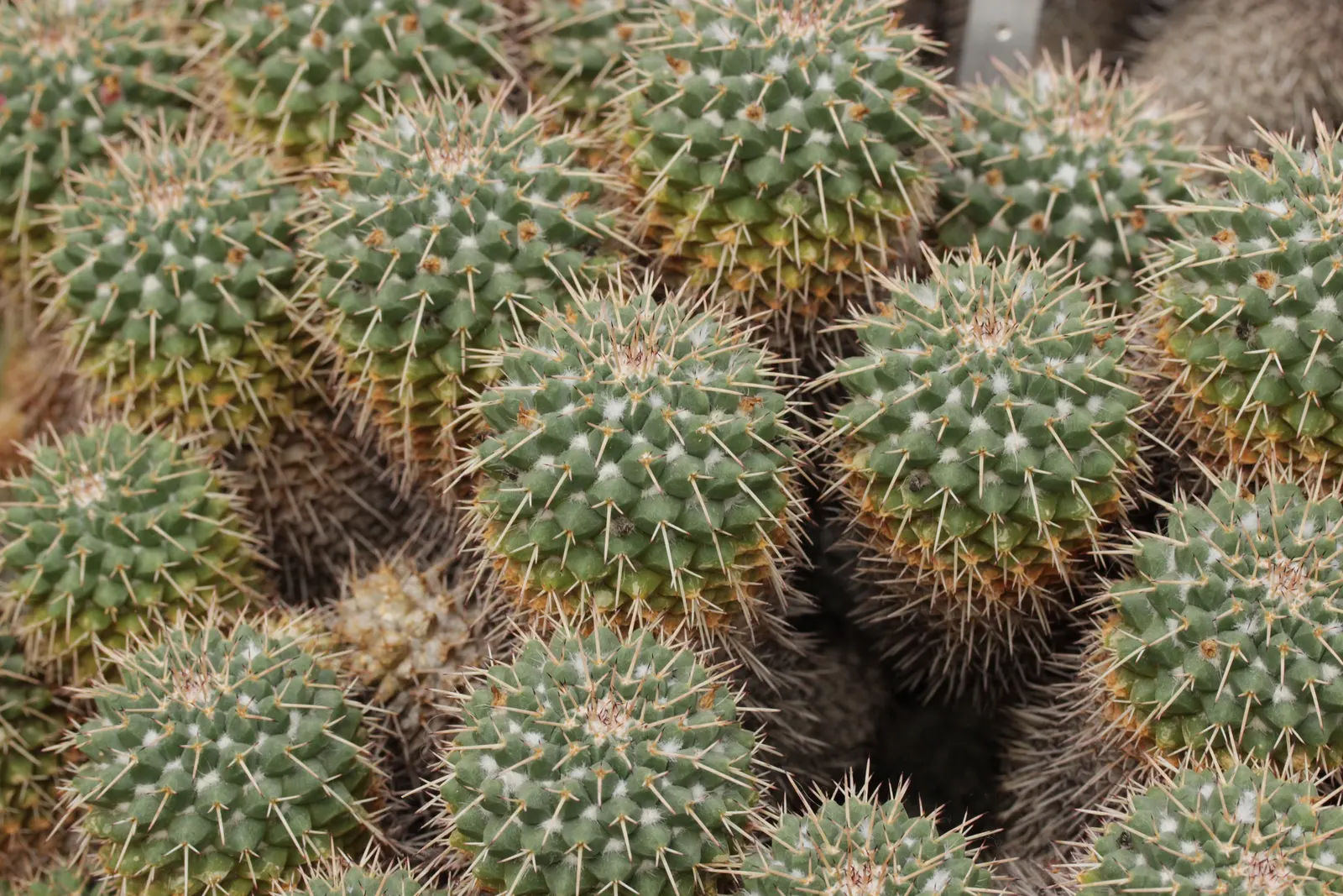 Mother Of Hundreds (Mammillaria Compressa) — or to provide an accent in a rockery