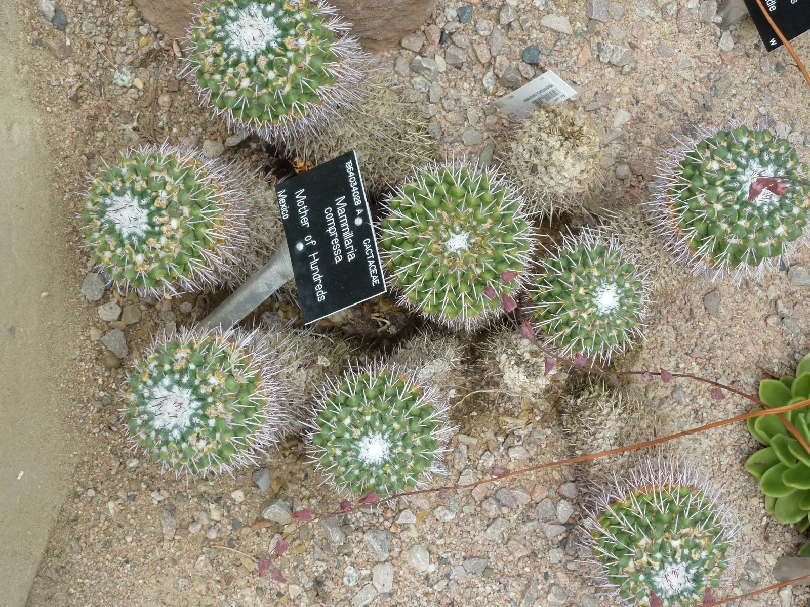 Mother Of Hundreds (Mammillaria Compressa) — also known scientifically as 'Mammillaria compressa'; creamy-white to yellow flowers at the crown, image 97