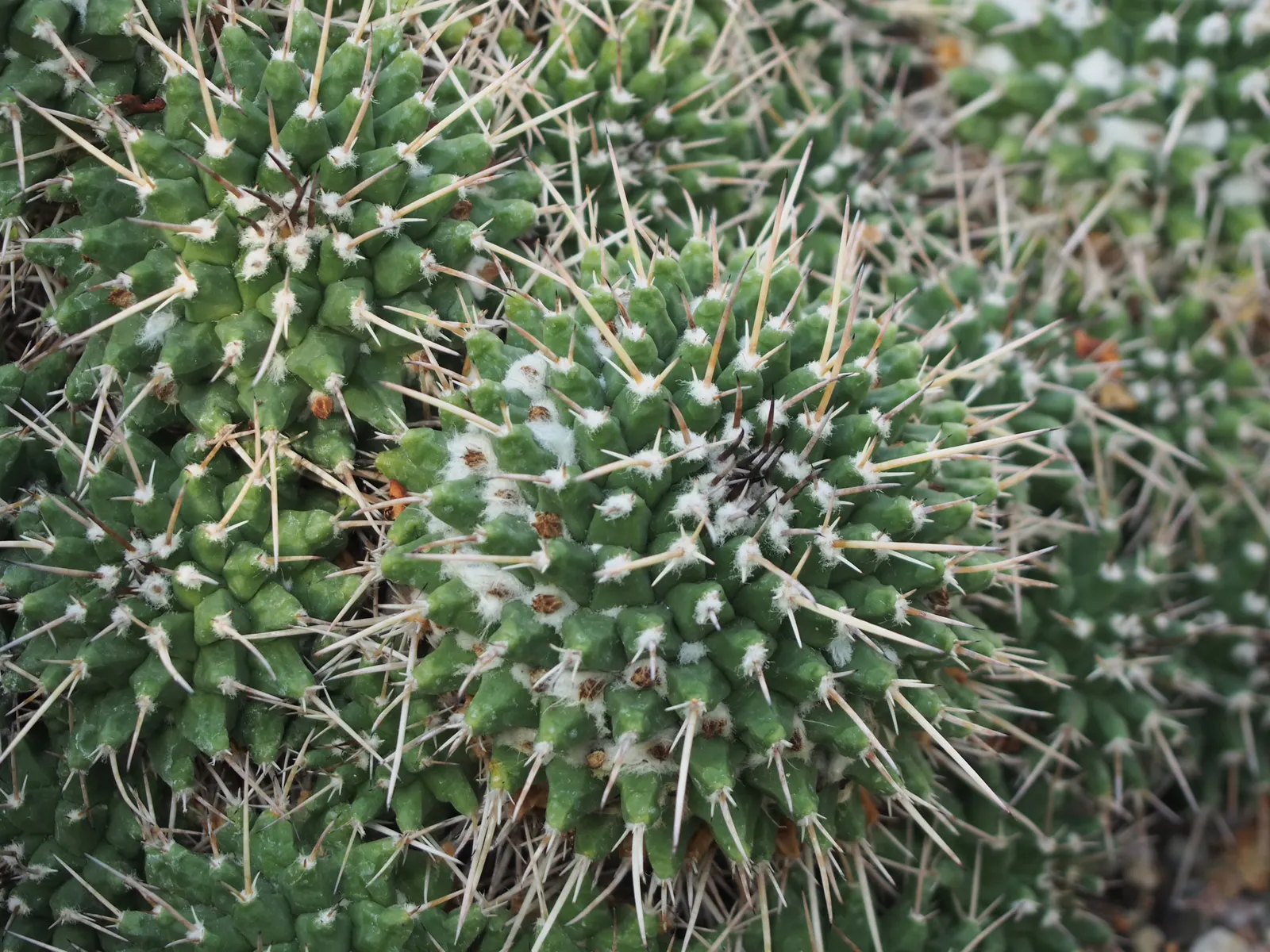 Mother Of Hundreds (Mammillaria Compressa) — which cluster around the mother plant