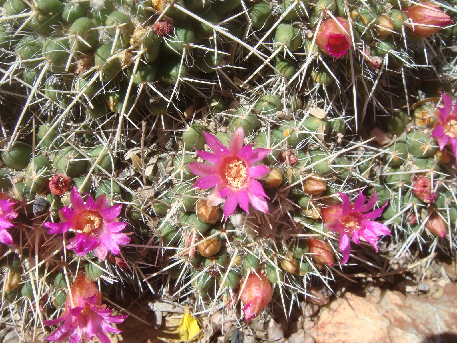 Mother Of Hundreds (Mammillaria Compressa) — typically reaching heights of 6 to 12 inches with equally modest spreads; also known scientifically as