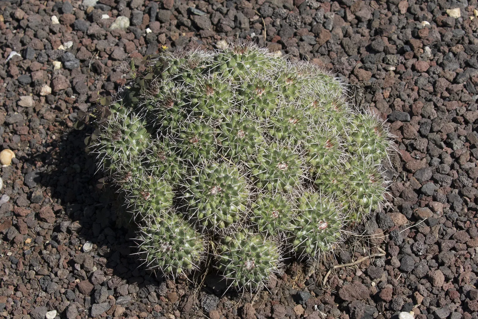Mother Of Hundreds (Mammillaria Compressa) — or to provide an accent in a rockery; it offers a low-maintenance option for arid-themed landscapes