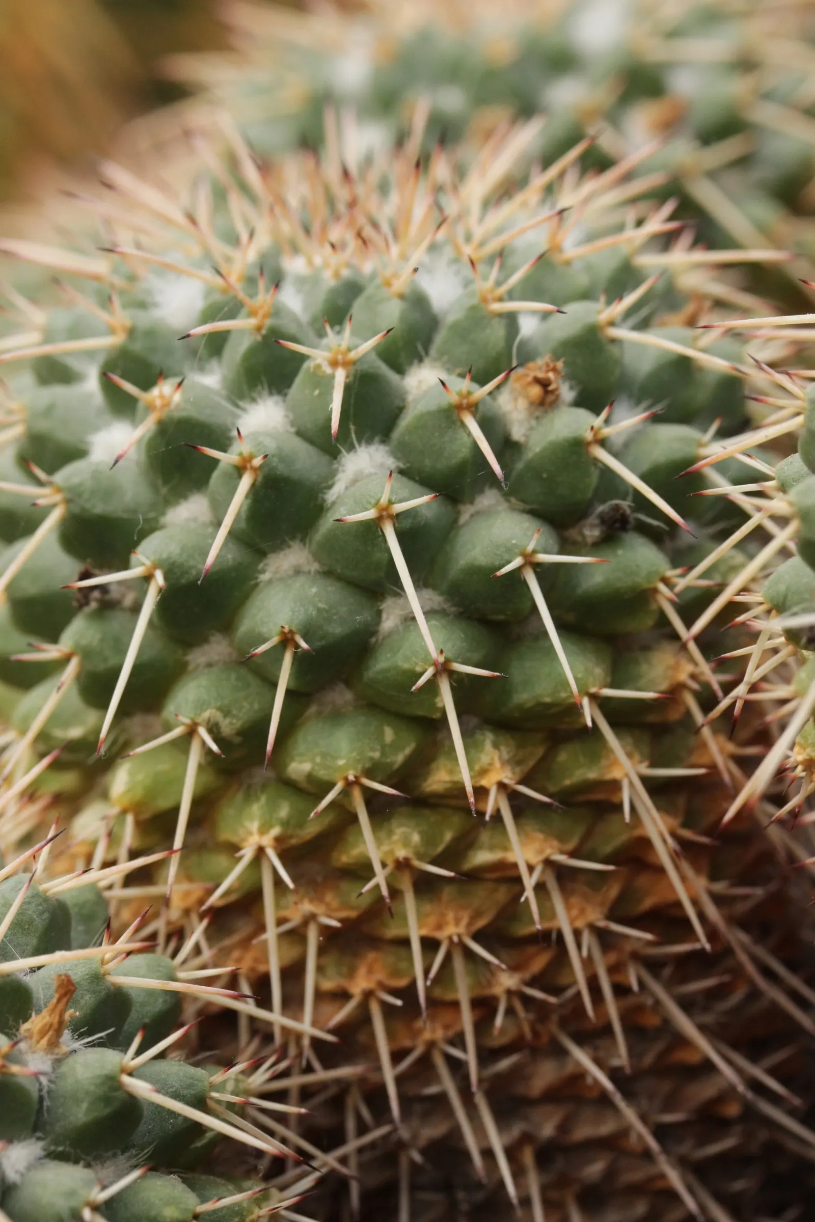 Mother Of Hundreds (Mammillaria Compressa) — typically reaching heights of 6 to 12 inches with equally modest spreads