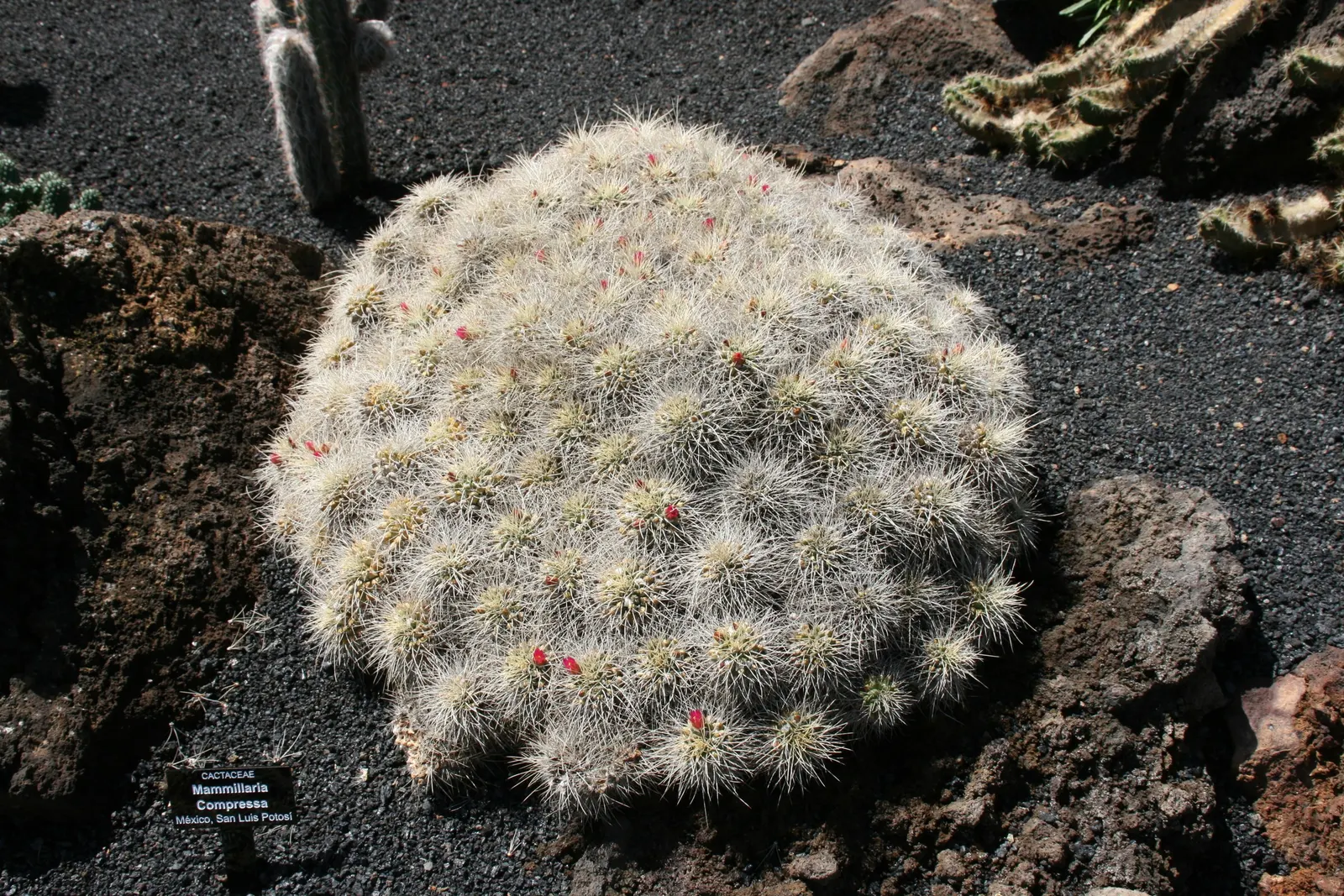 Mother Of Hundreds (Mammillaria Compressa) — Its cylindrical stems are densely packed with spirally-arranged tubercles; which cluster around the mother plant