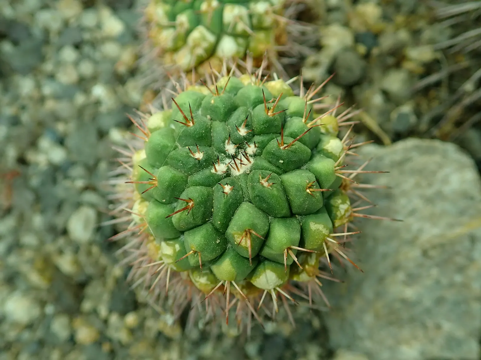 Mother Of Hundreds (Mammillaria Compressa) — as a focal point in a container garden