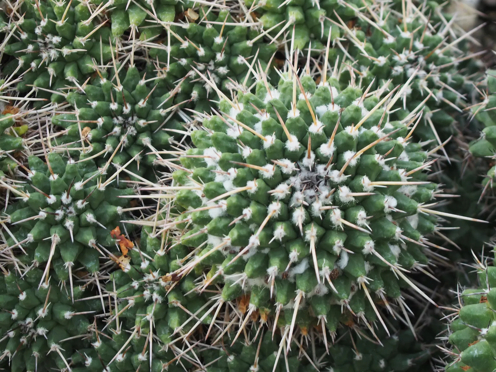 Mother Of Hundreds (Mammillaria Compressa) — This drought-tolerant species requires minimal water