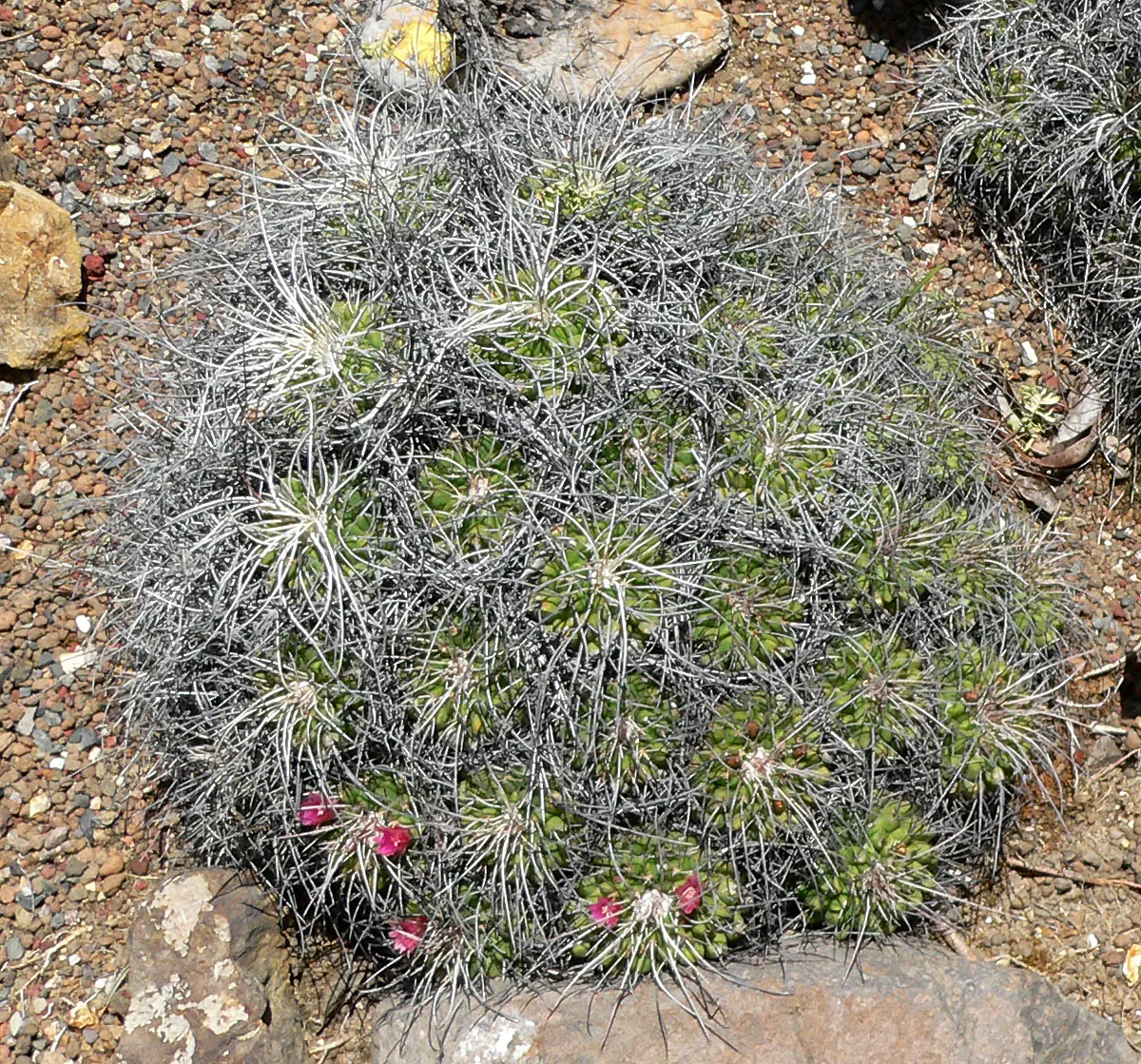 Mother Of Hundreds (Mammillaria Compressa) — This drought-tolerant cactus prefers full sun and well-draining soil; use it to fill gaps in a, image 94