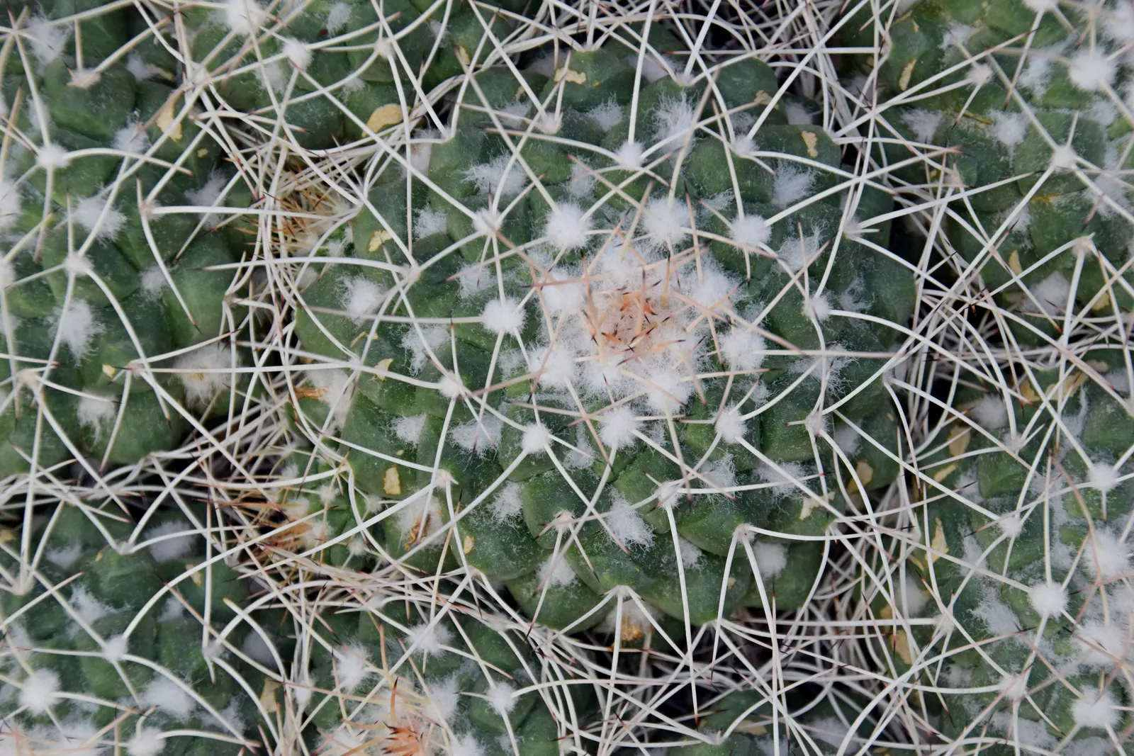 Mother Of Hundreds (Mammillaria Compressa) — Its cylindrical stems are densely packed with spirally-arranged tubercles; which cluster around the, image 71