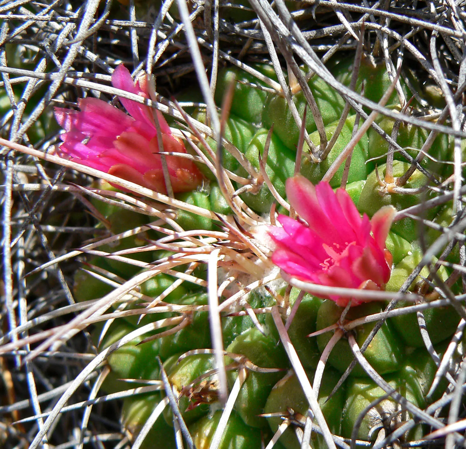 Mother Of Hundreds (Mammillaria Compressa) — Its cylindrical stems are densely packed with spirally-arranged tubercles; which cluster around the, image 101