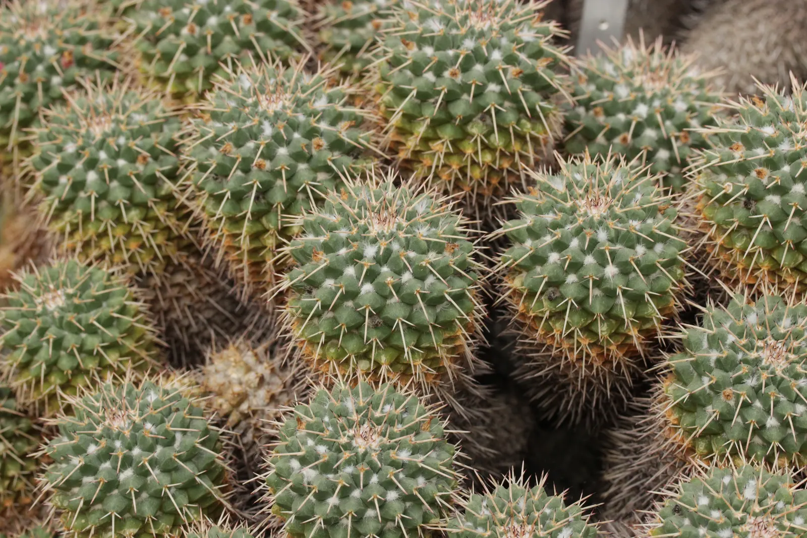 Mother Of Hundreds (Mammillaria Compressa) — Mammillaria compressa has the unique characteristic of producing offsets