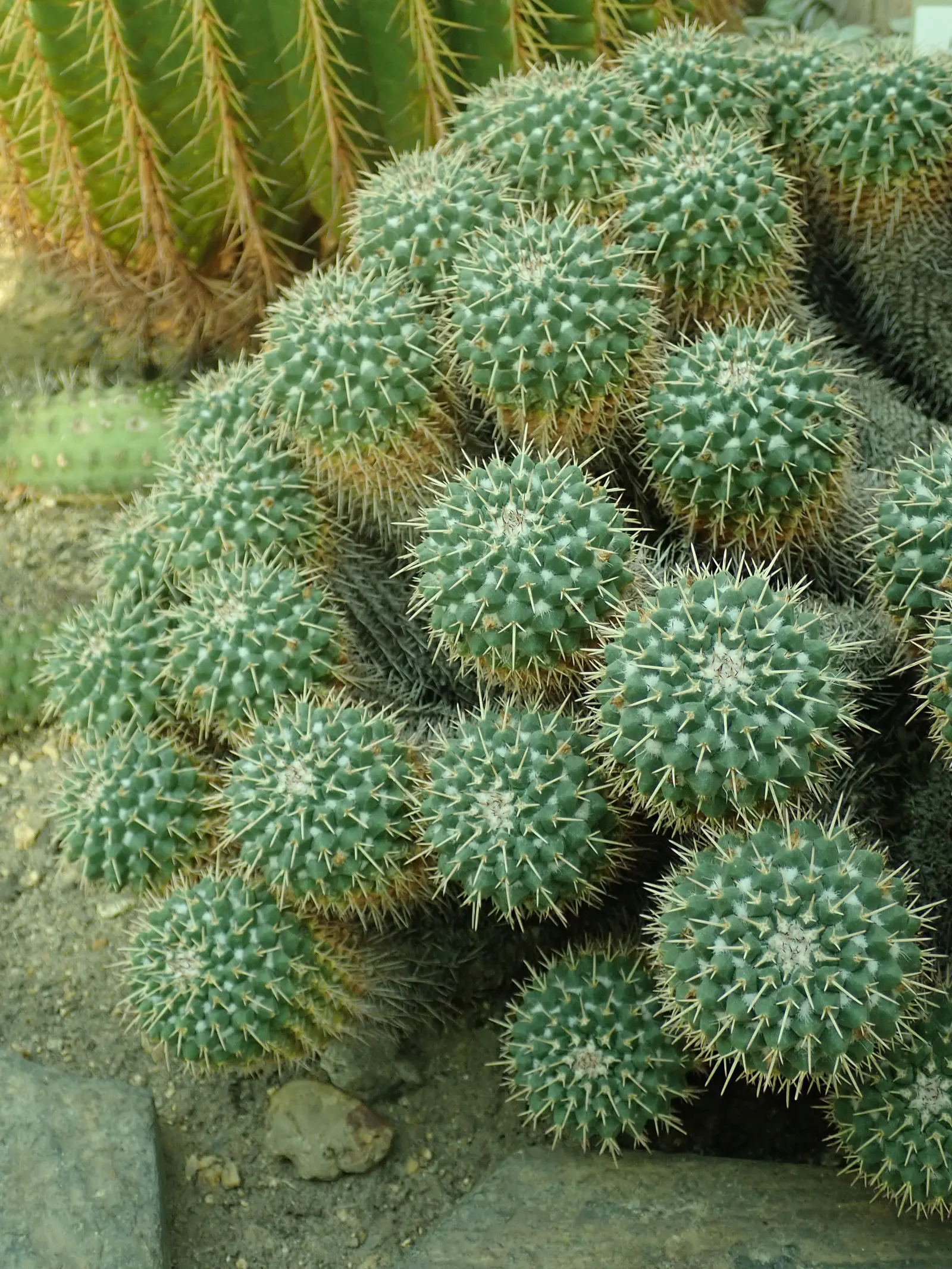 Mother Of Hundreds (Mammillaria Compressa) — each tubercle crowned with a halo of radial spines that range from 0.5 to 1.5 inches in length; this, image 72