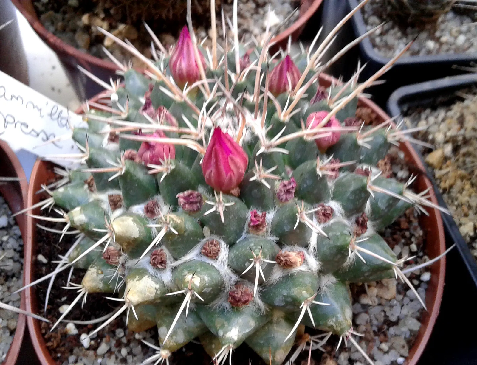 Mother Of Hundreds (Mammillaria Compressa) — Mammillaria compressa, 'Mother of Hundreds,' is a globular cactus known for its clustering habit; this, image 61