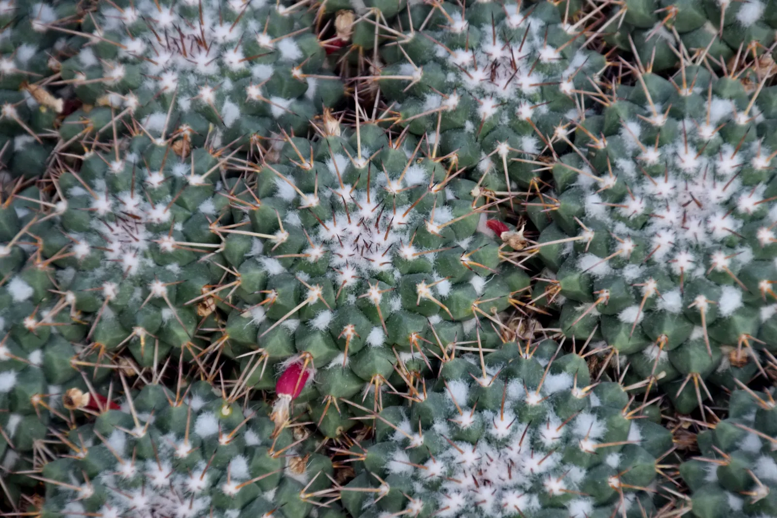 Mother Of Hundreds (Mammillaria Compressa) — creamy-white to yellow flowers at the crown; while the plant thrives best in USDA Hardiness Zones 9 to, image 76
