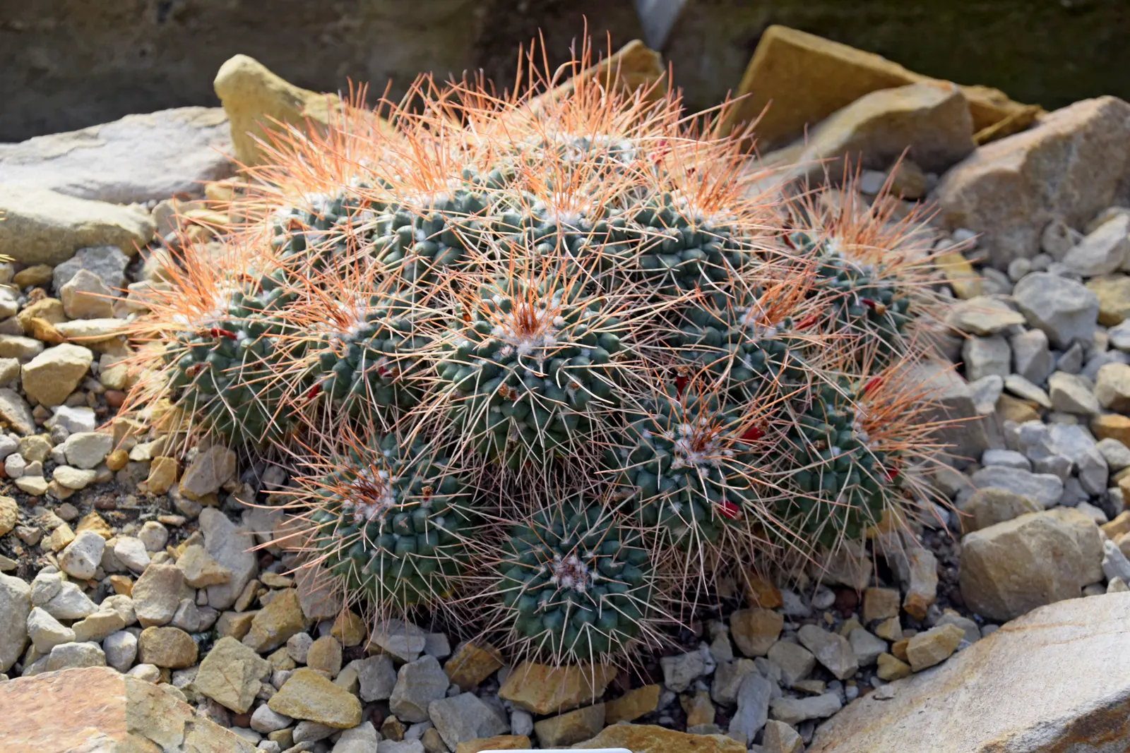 Mother Of Hundreds (Mammillaria Compressa) — While the plant thrives best in USDA Hardiness Zones 9 to 11; typically reaching heights of 6 to 12, image 79